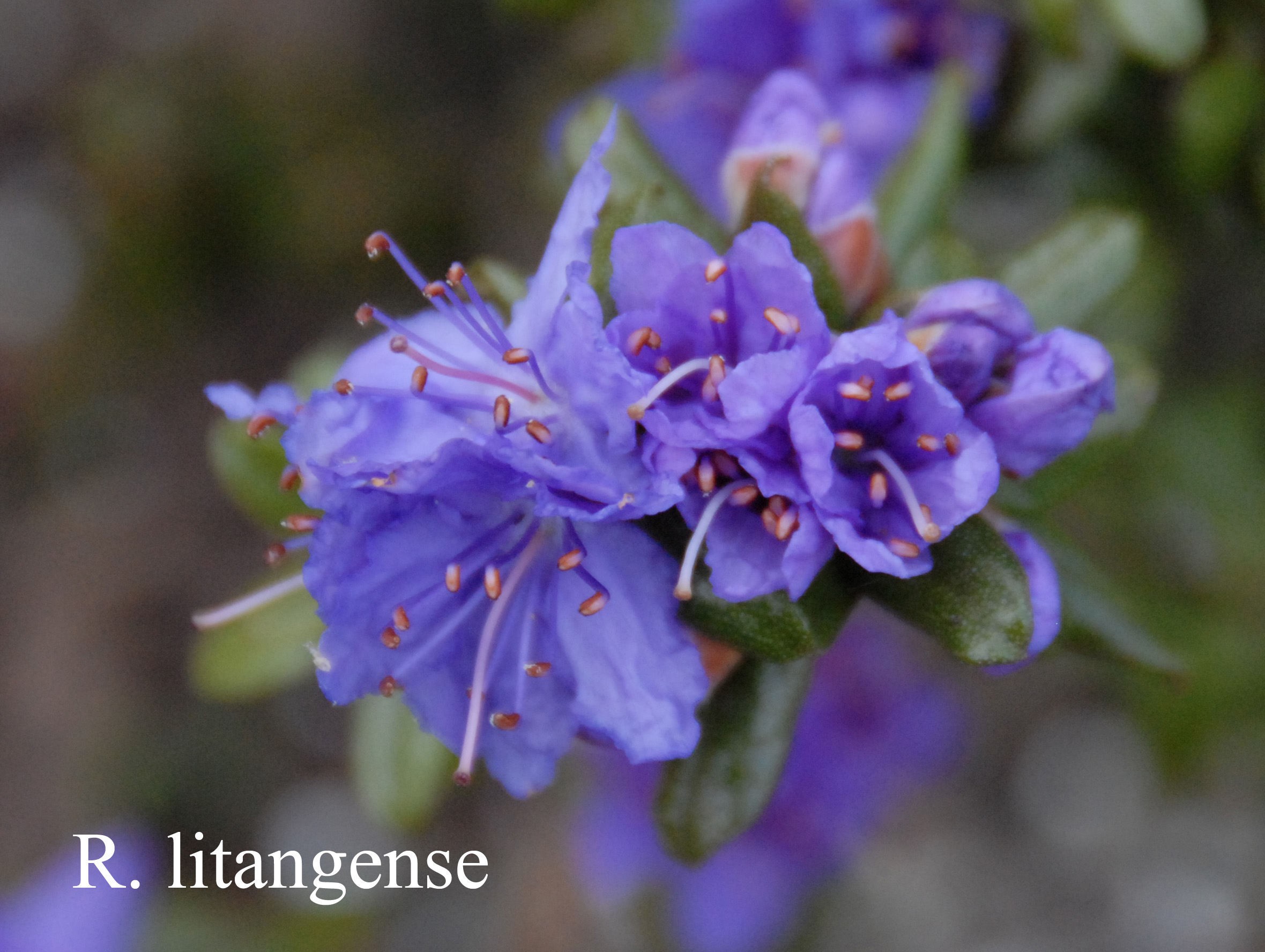 Rhododendron impeditum photo