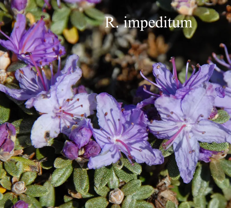 Photo of R. impeditum, Species