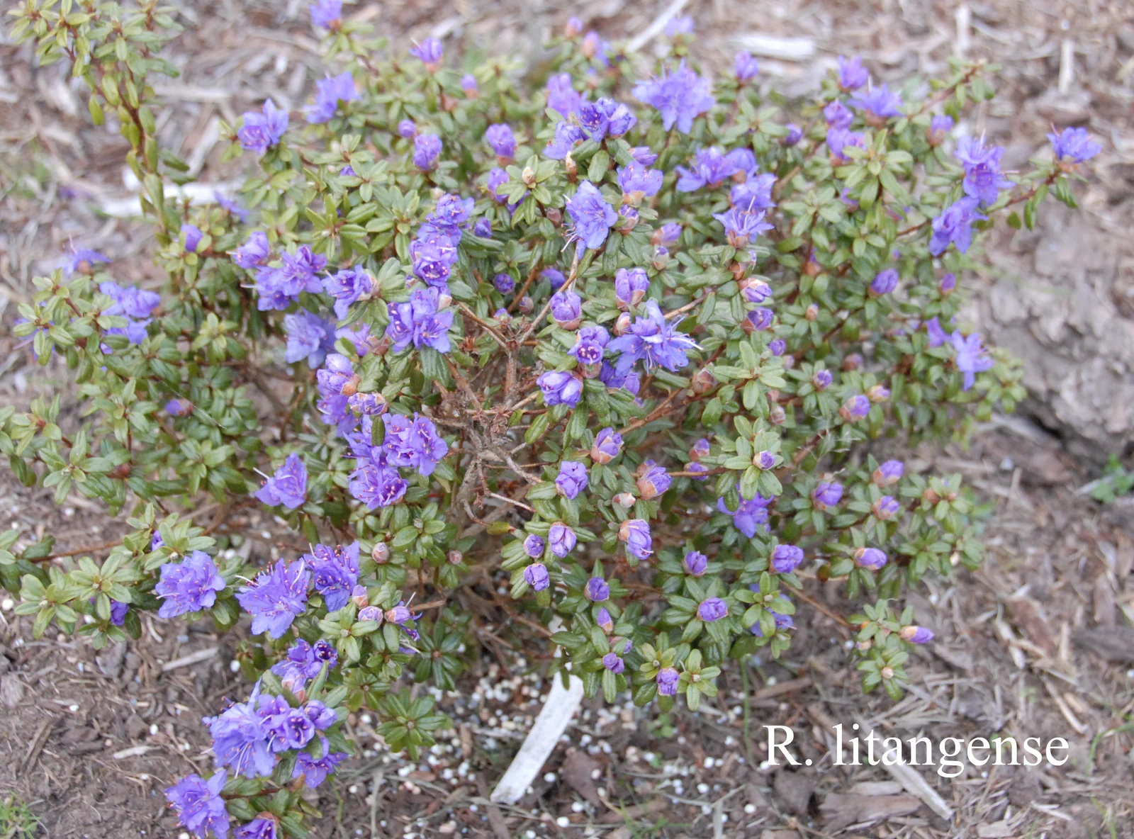 R. impeditum photo of R. impeditum. Location: Fearing's Farm Nursery, Abbotsford, BC, Canada. Photo by: Harold Fearing