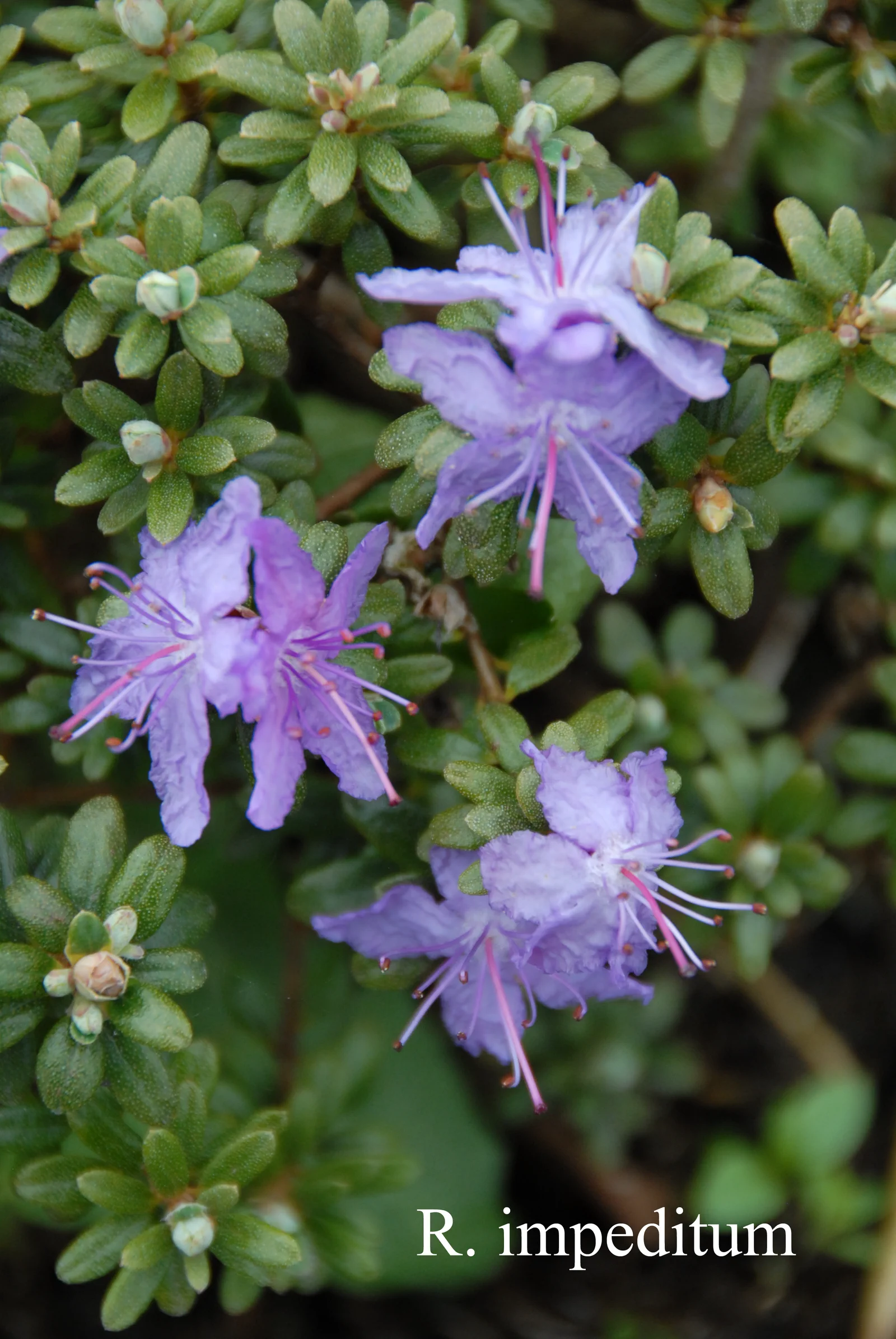 R. impeditum photo of R. impeditum. Location: Fearing's Farm Nursery, Abbotsford, BC, Canada. Photo by: Harold Fearing