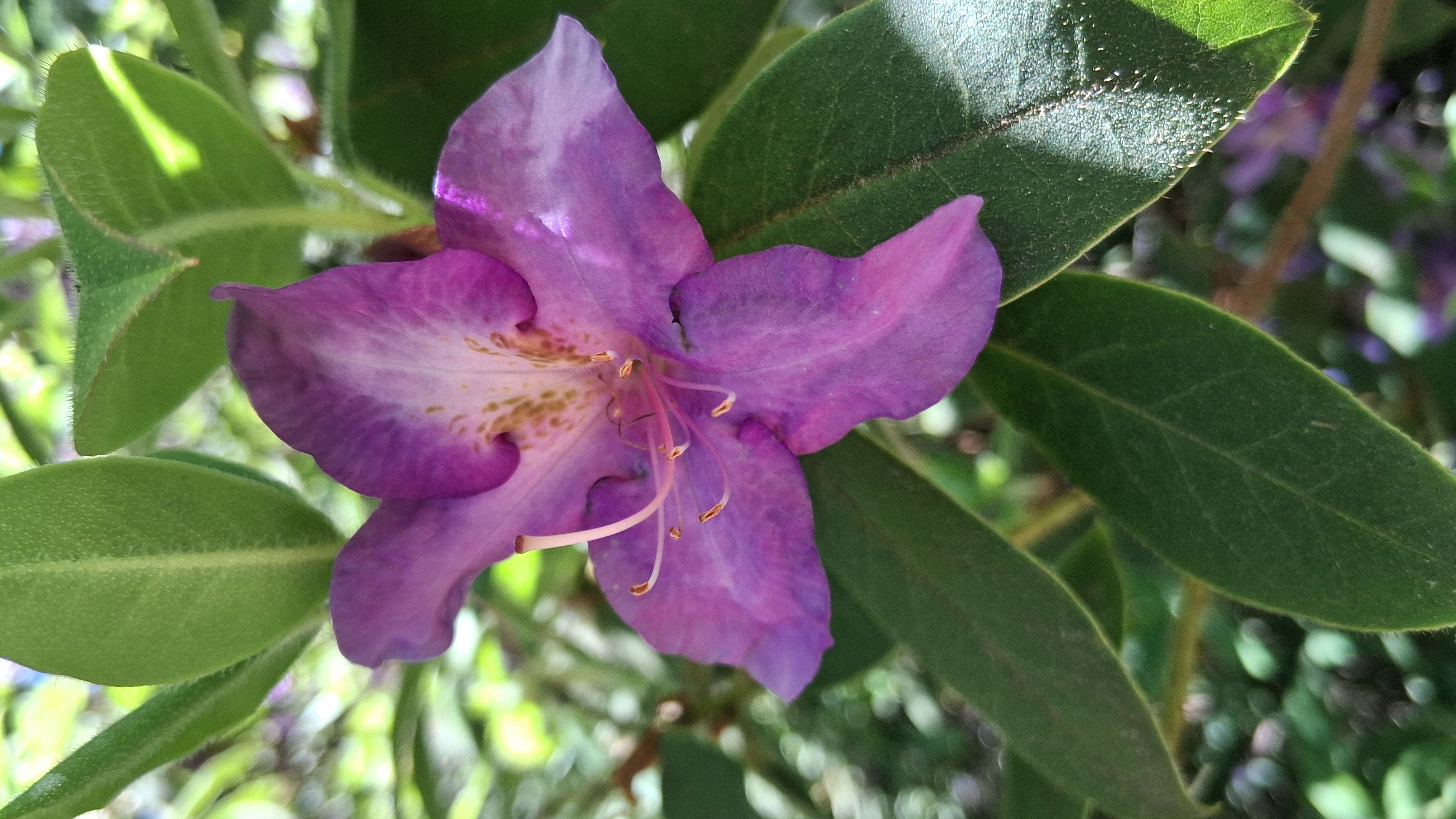 Rhododendron trichanthum photo