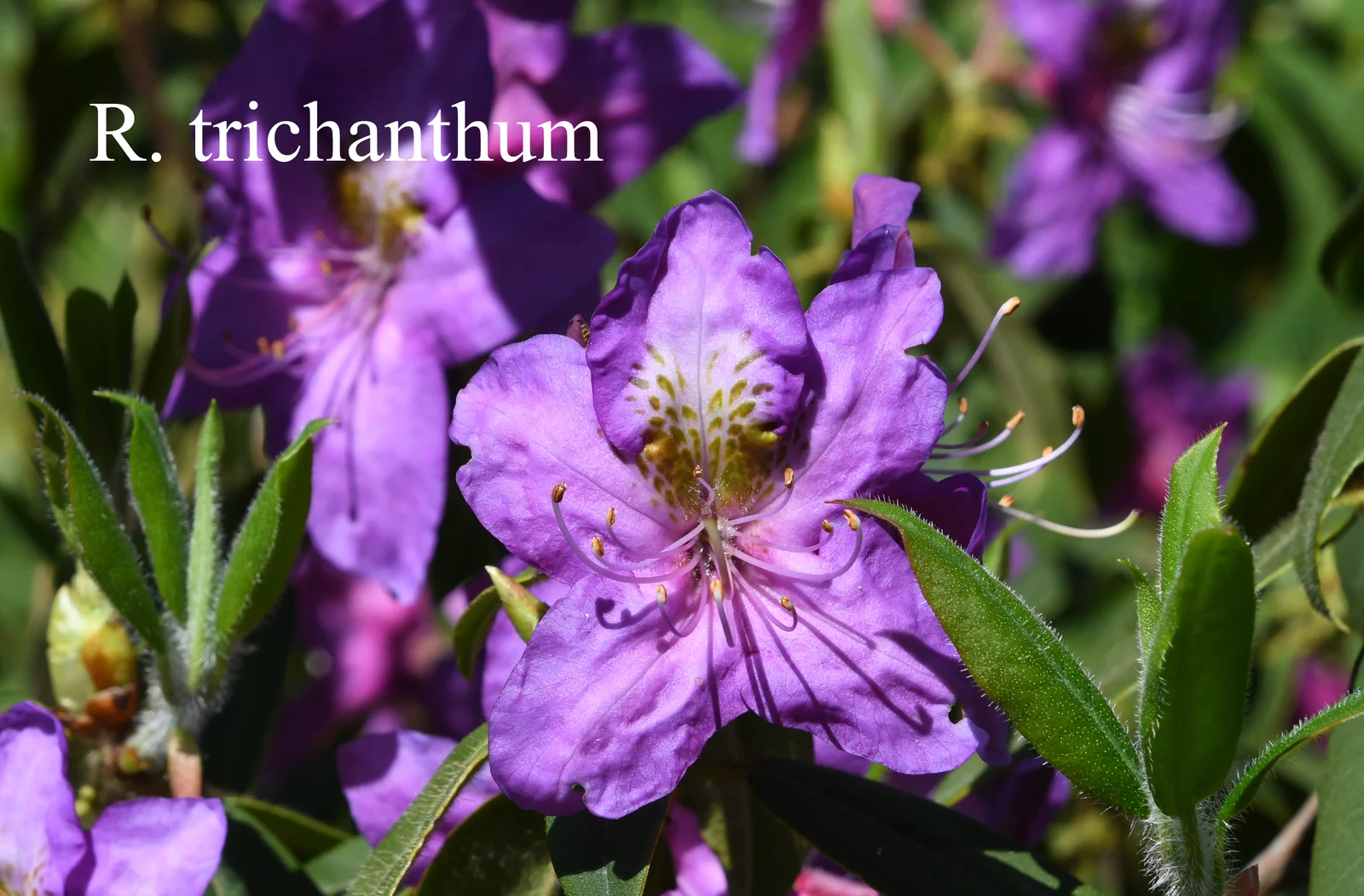 R. trichanthum photo of R. trichanthum. Location: Fearing's Farm Nursery, Abbotsford, BC, Canada. Photo by: Harold Fearing