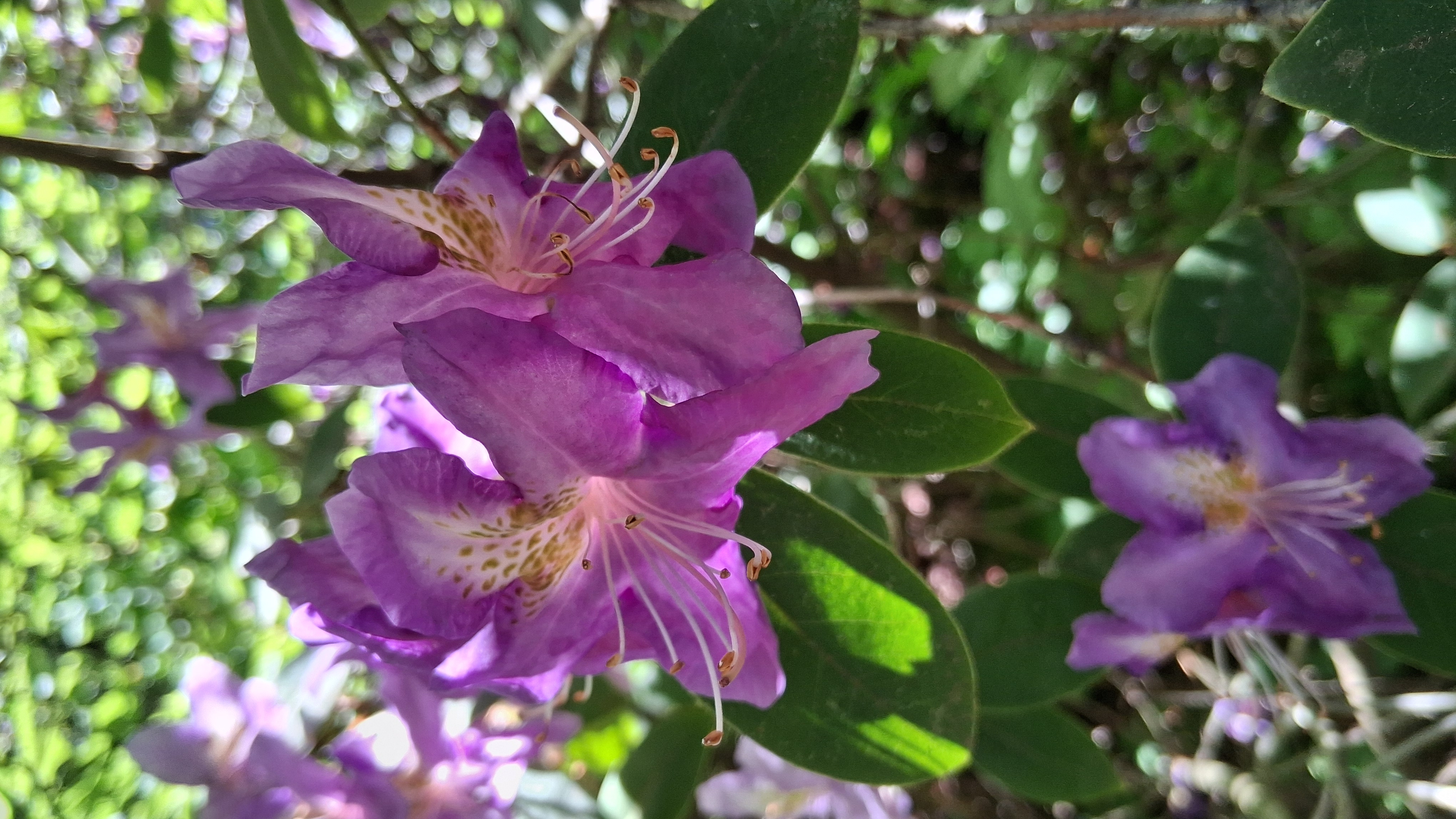 Rhododendron trichanthum photo