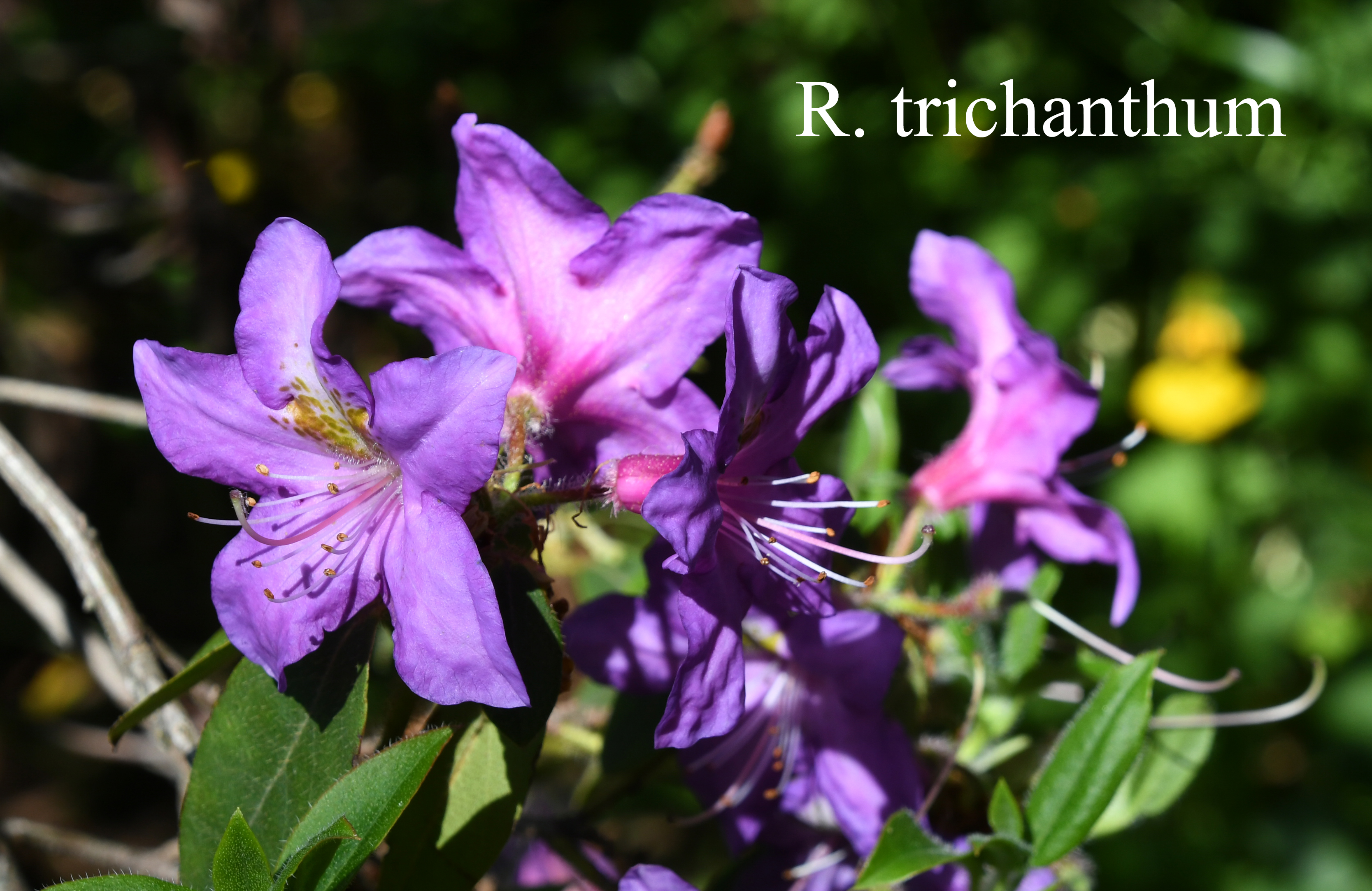 Rhododendron trichanthum photo