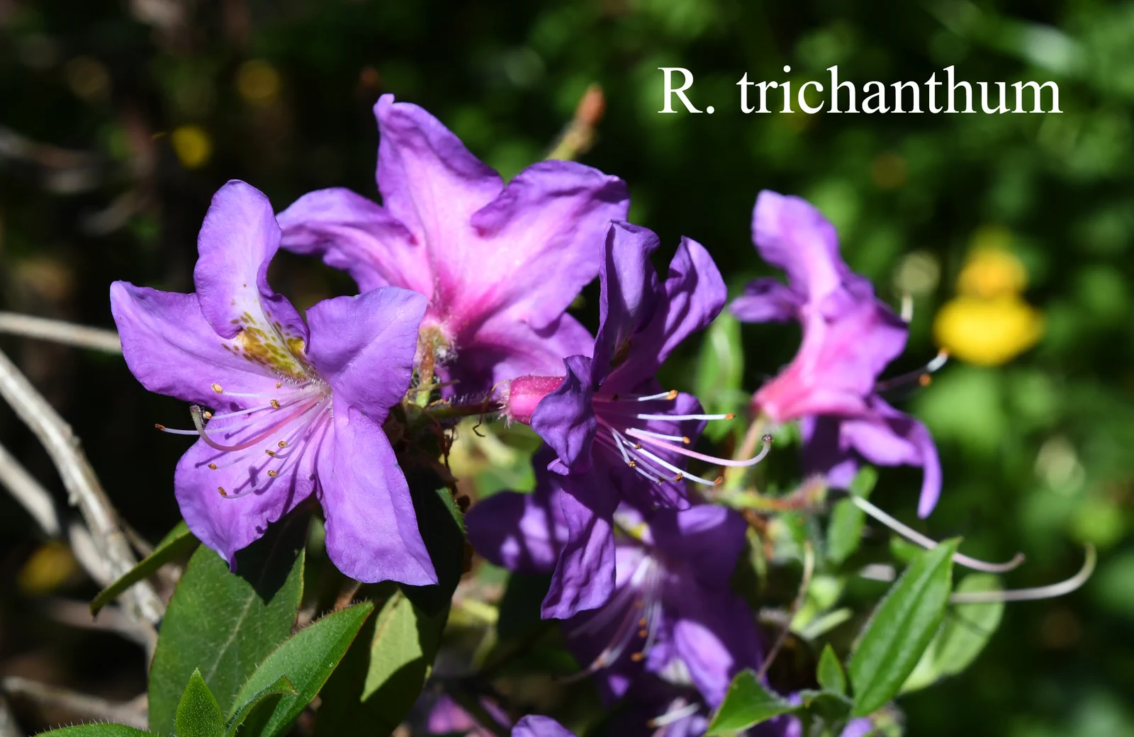 R. trichanthum photo of R. trichanthum. Location: Fearing's Farm Nursery, Abbotsford, BC, Canada. Photo by: Harold Fearing