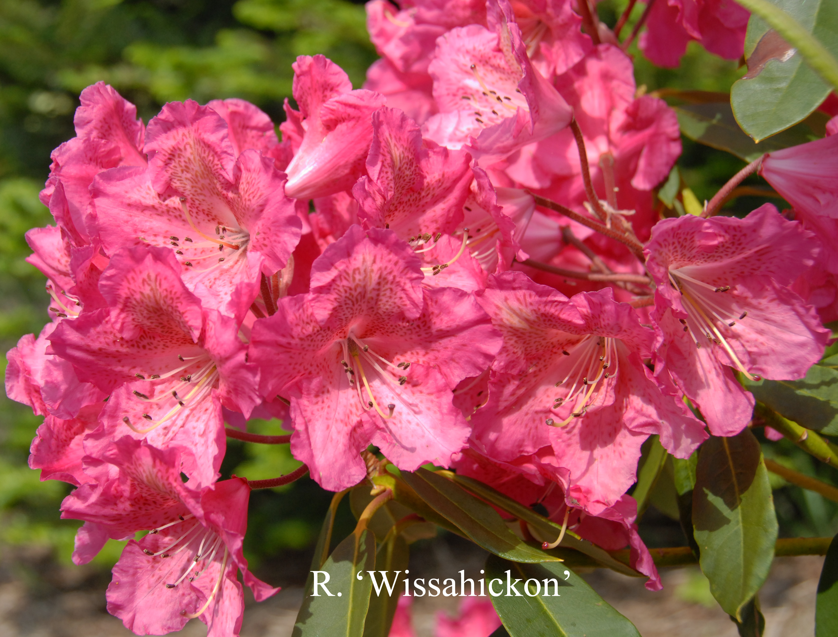 Rhododendron Wissahickon photo