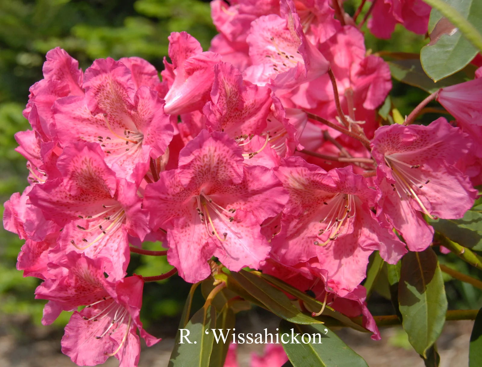 R. 'Wissahickon' photo of R. 'Wissahickon'. Location: Fearing's Farm Nursery, Abbotsford, BC, Canada. Photo by: Harold Fearing