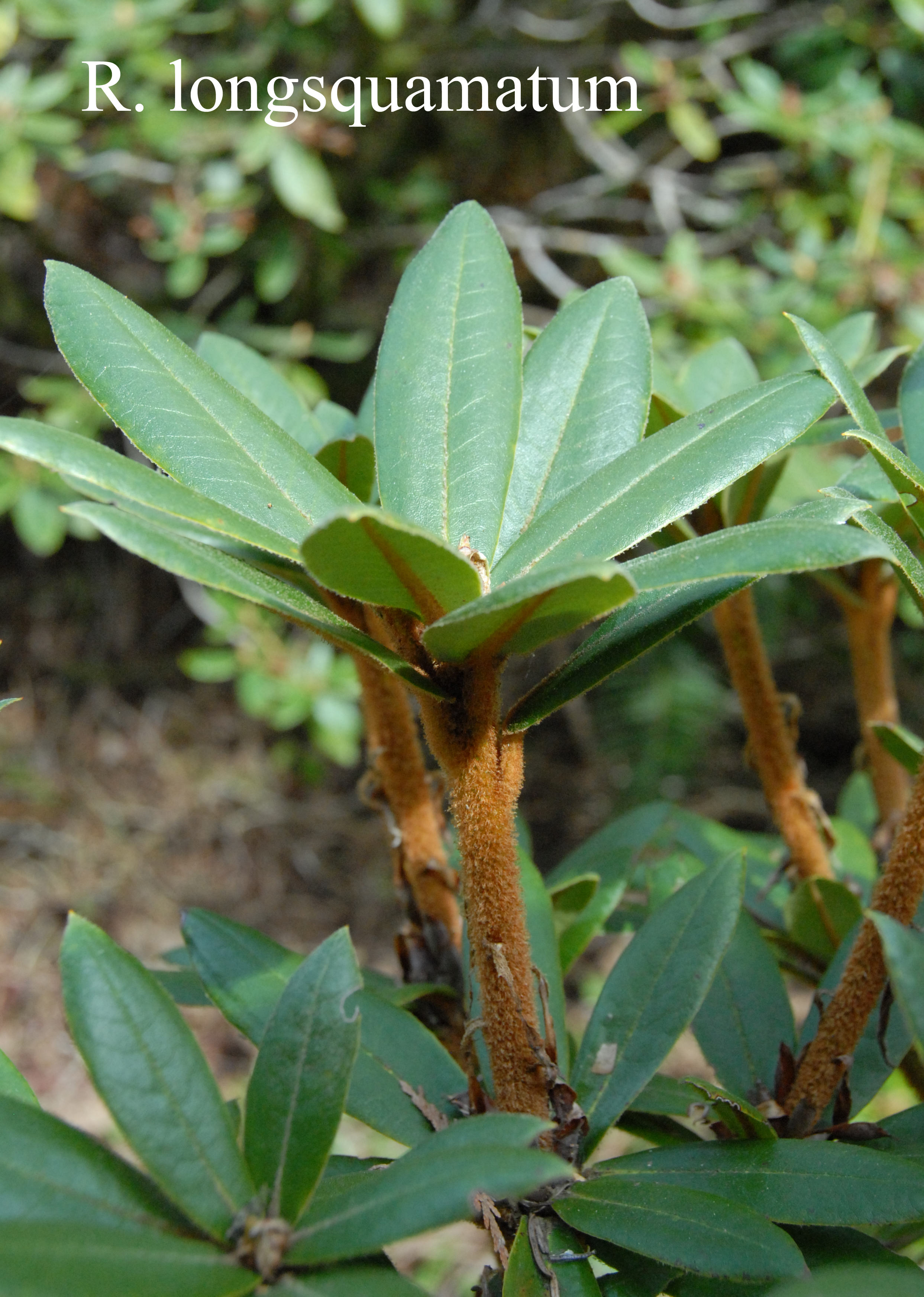 Rhododendron longesquamatum photo