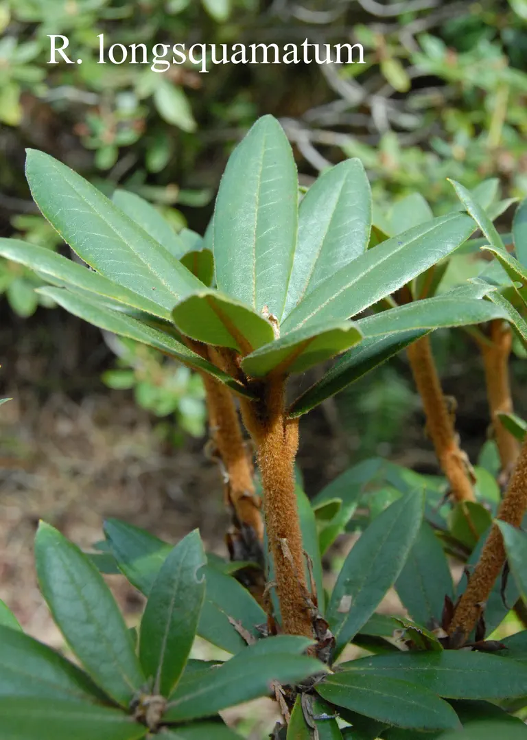 Photo of R. longesquamatum, Species