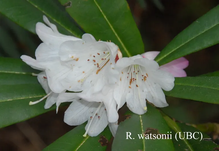 Photo of R. watsonii, Species