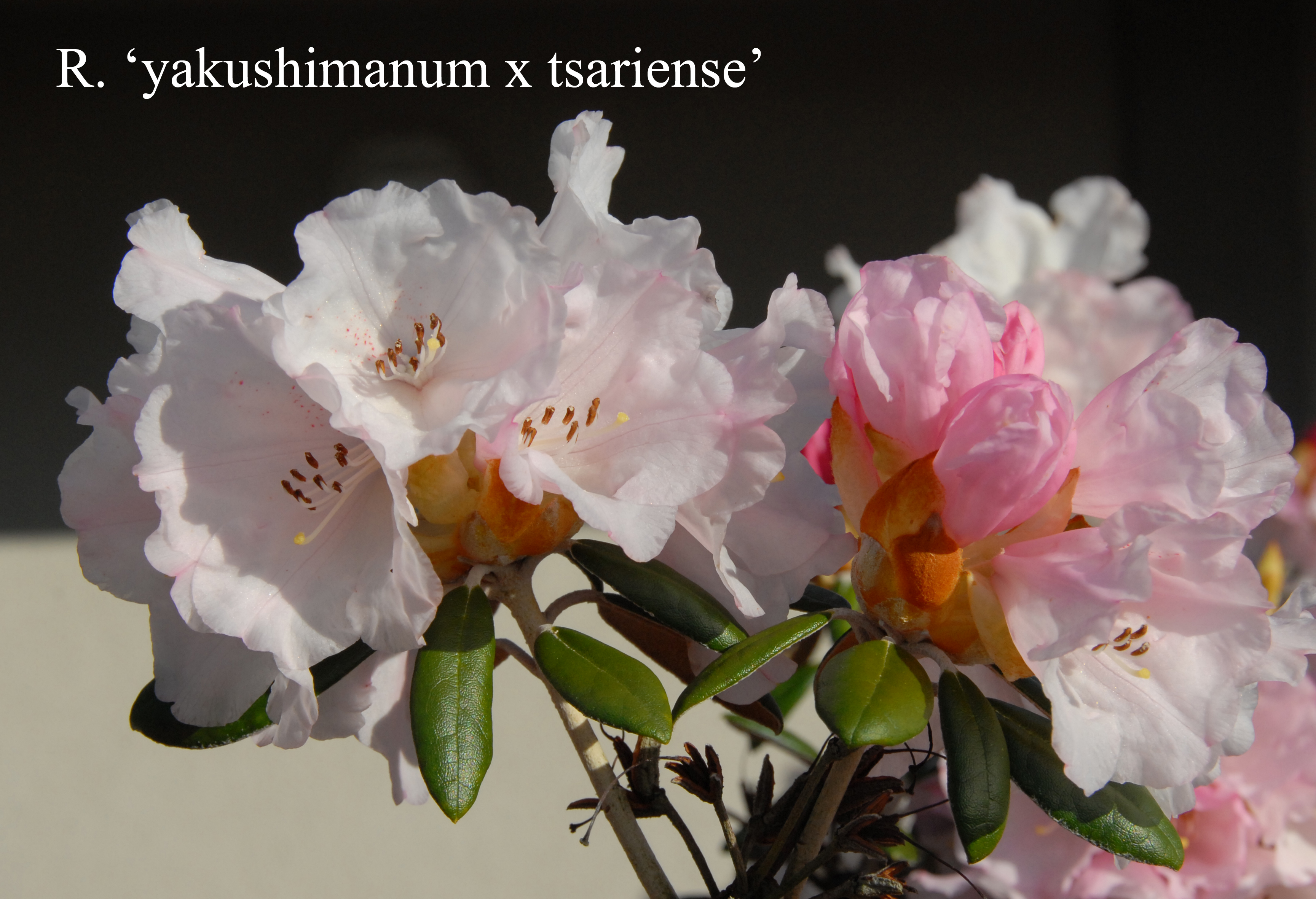 Rhododendron yakushimanum x tsariense photo