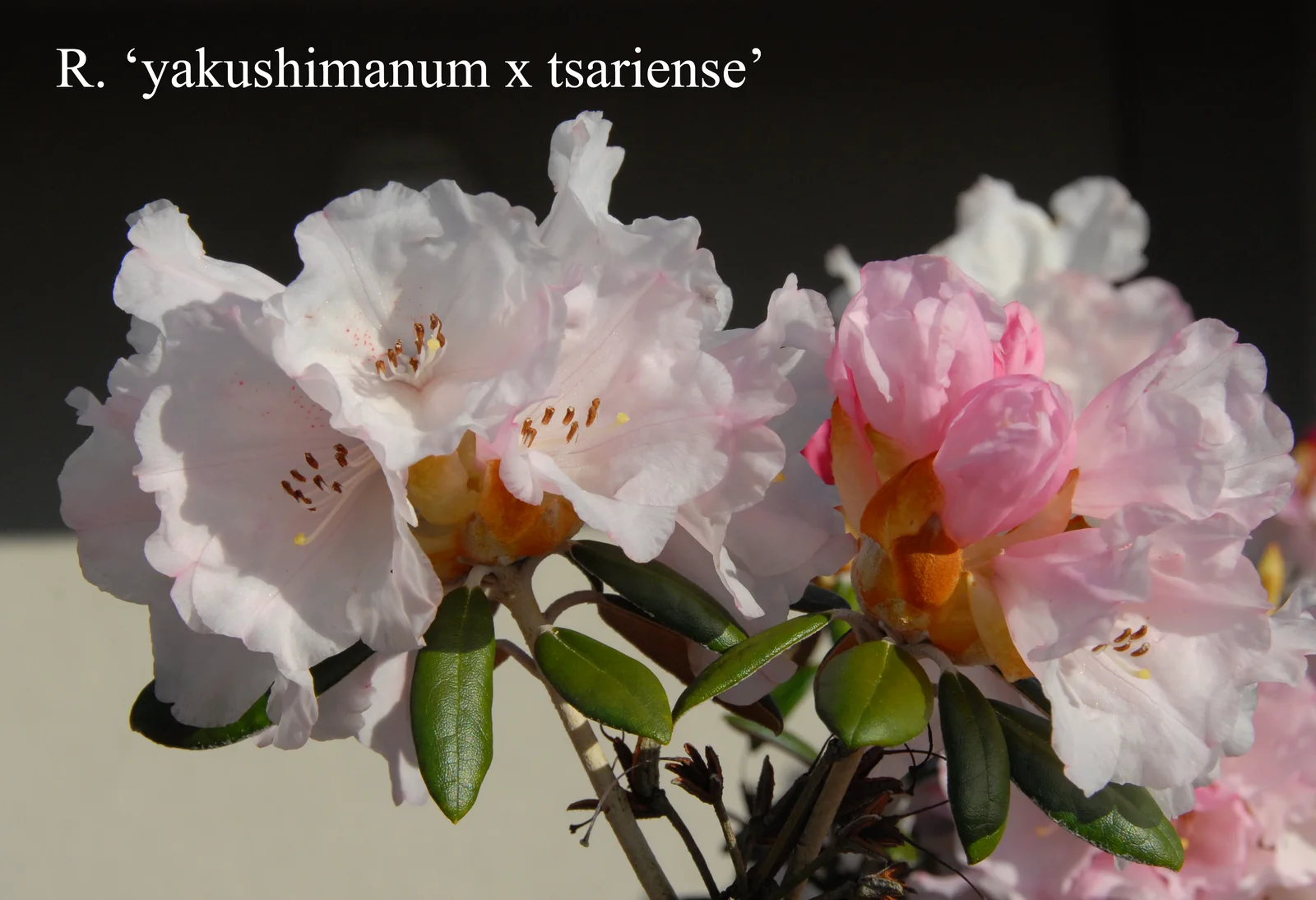 R. 'yakushimanum x tsariense' photo of R. 'yakushimanum x tsariense'. Location: Fearing's Farm Nursery, Abbotsford, BC, Canada. Photo by: Harold Fearing