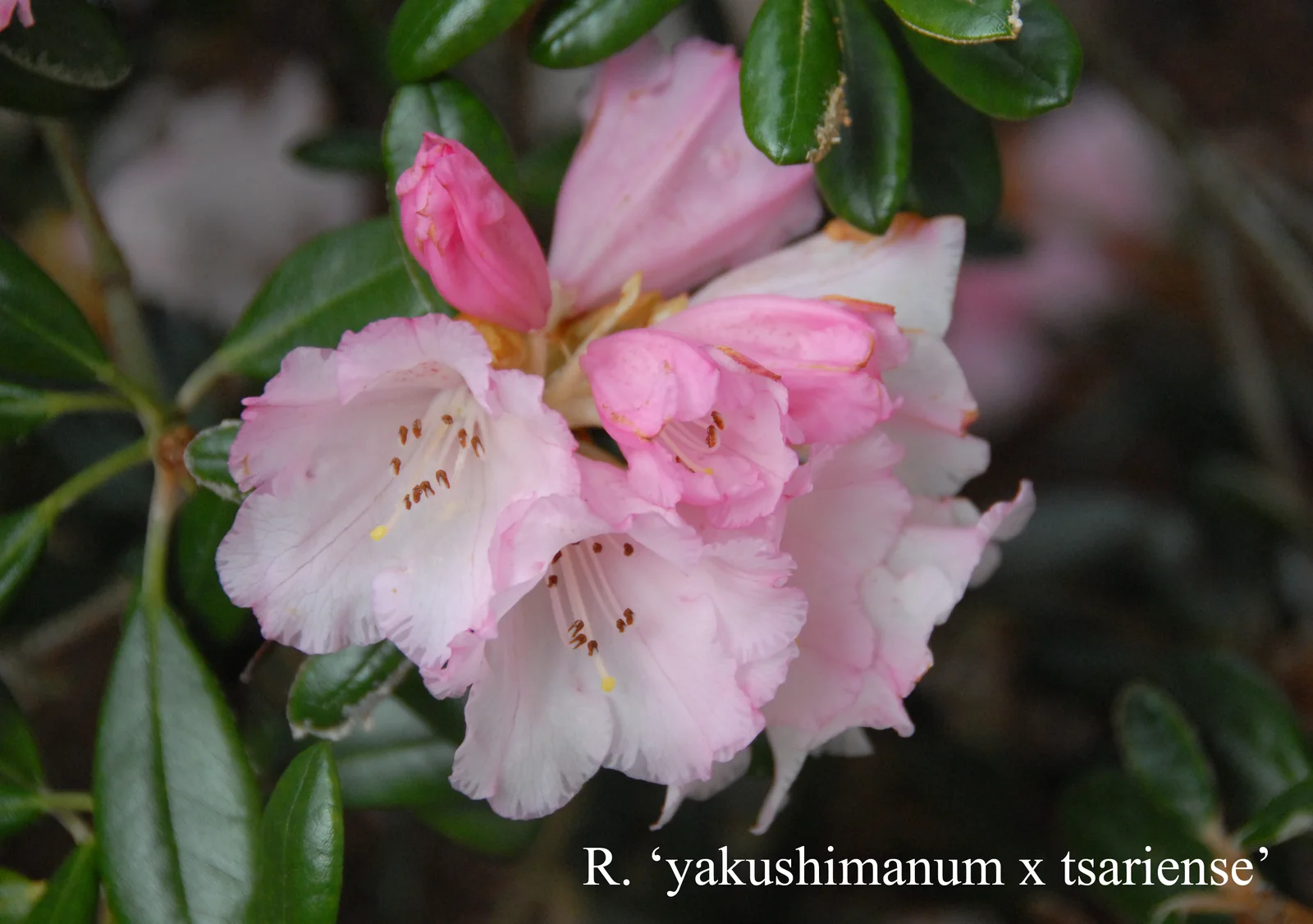 R. 'yakushimanum x tsariense' photo of R. 'yakushimanum x tsariense'. Location: Fearing's Farm Nursery, Abbotsford, BC, Canada. Photo by: Harold Fearing