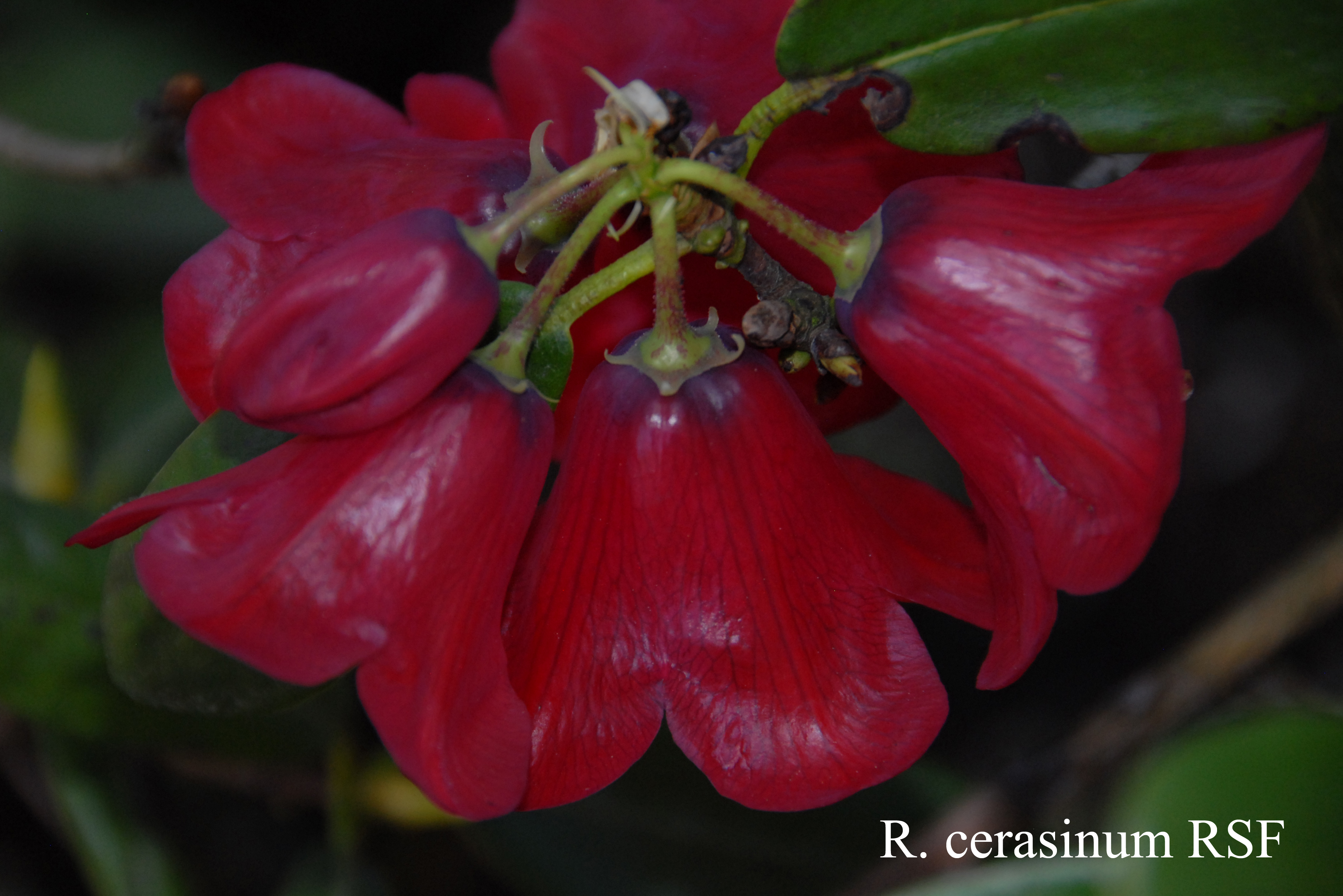 Rhododendron cerasinum photo