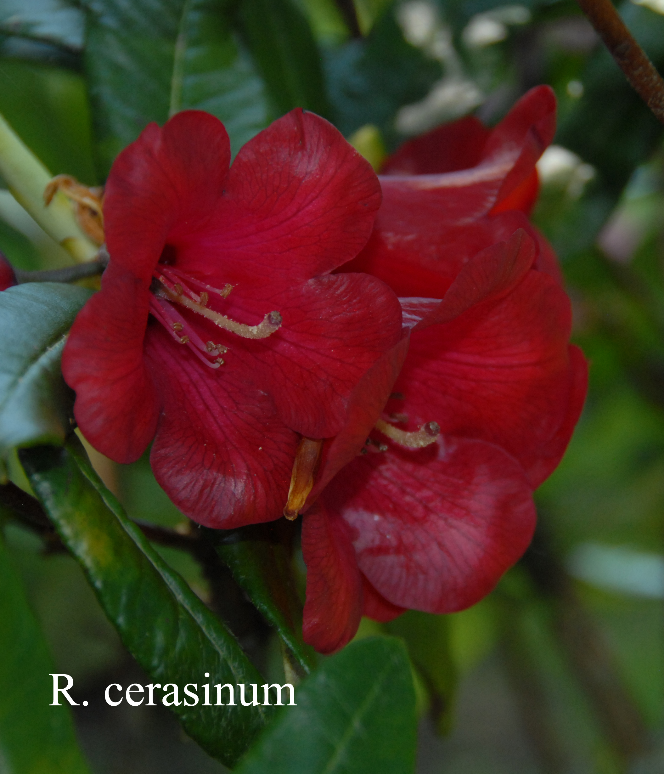 Rhododendron cerasinum photo