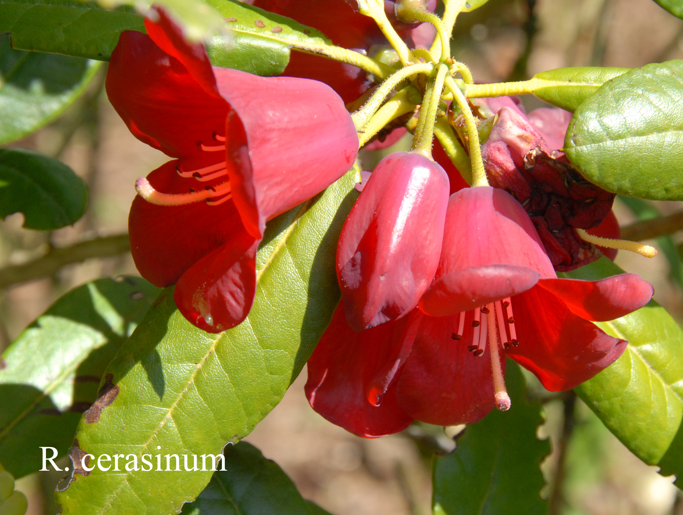 Rhododendron cerasinum photo