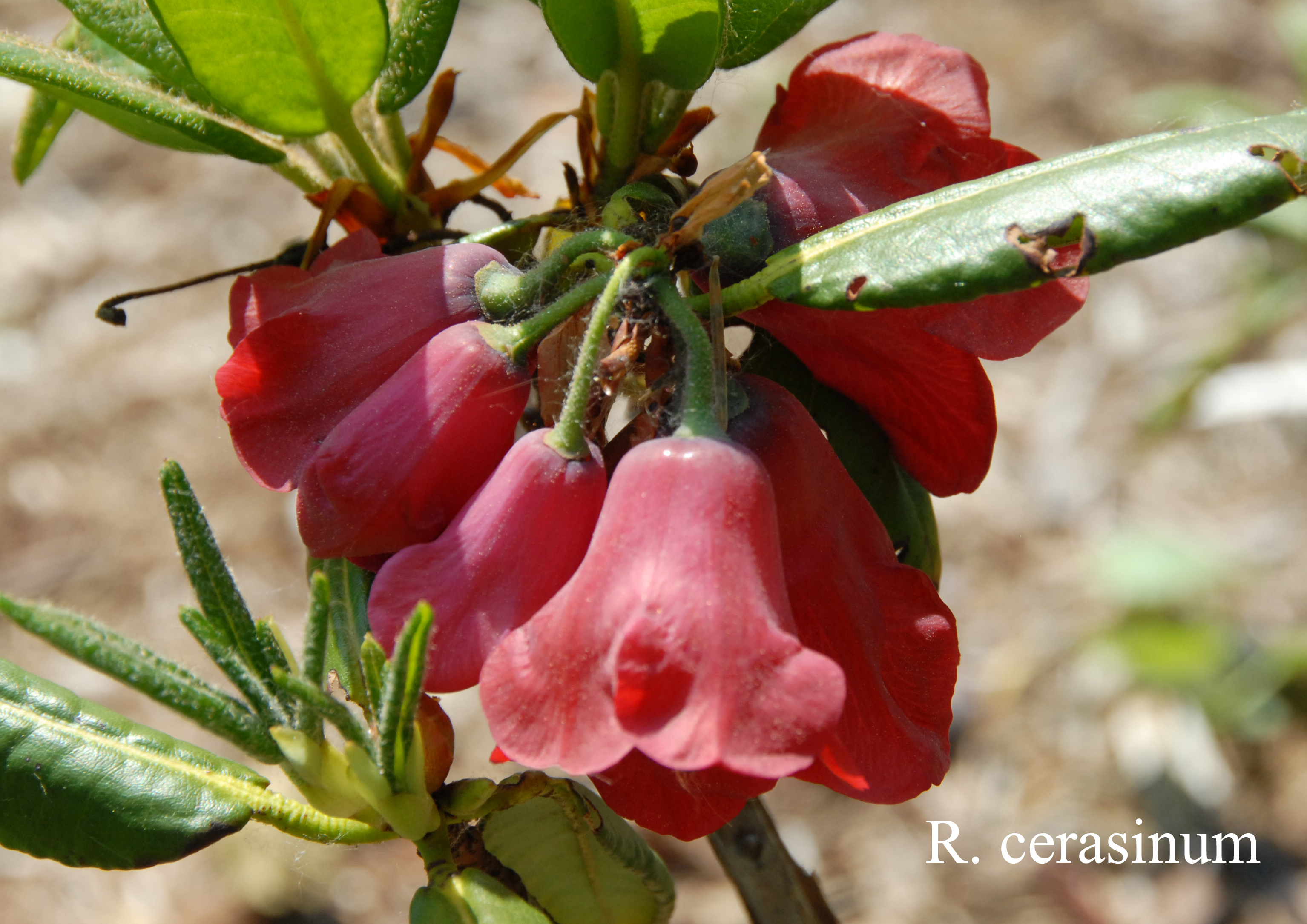Rhododendron cerasinum photo