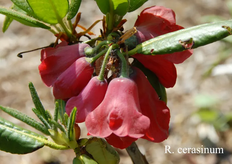 Photo of R. cerasinum, Species