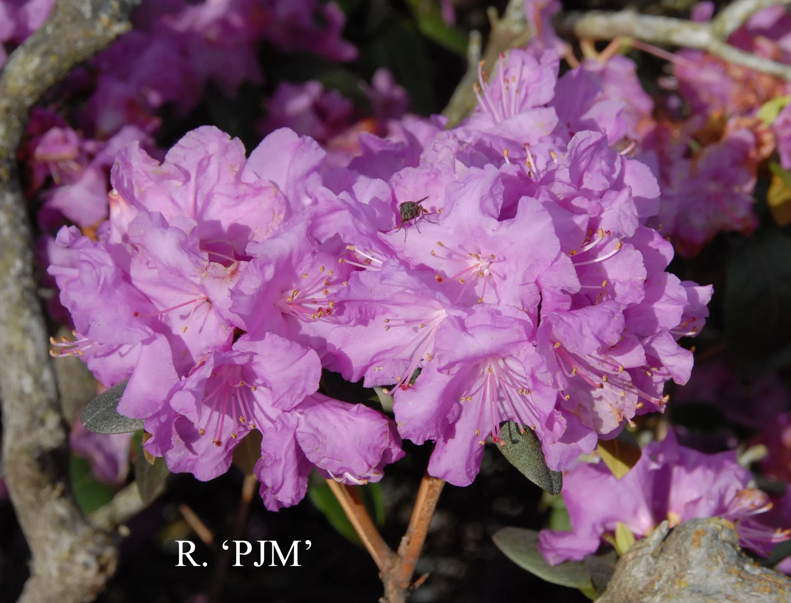 R. 'Peter John Mezitt' photo of R. 'Peter John Mezitt'. Location: Fearing's Farm Nursery, Abbotsford, BC, Canada. Photo by: Harold Fearing