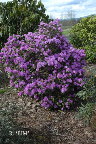 Photo of R. 'Peter John Mezitt', Rhododendron Hybrid