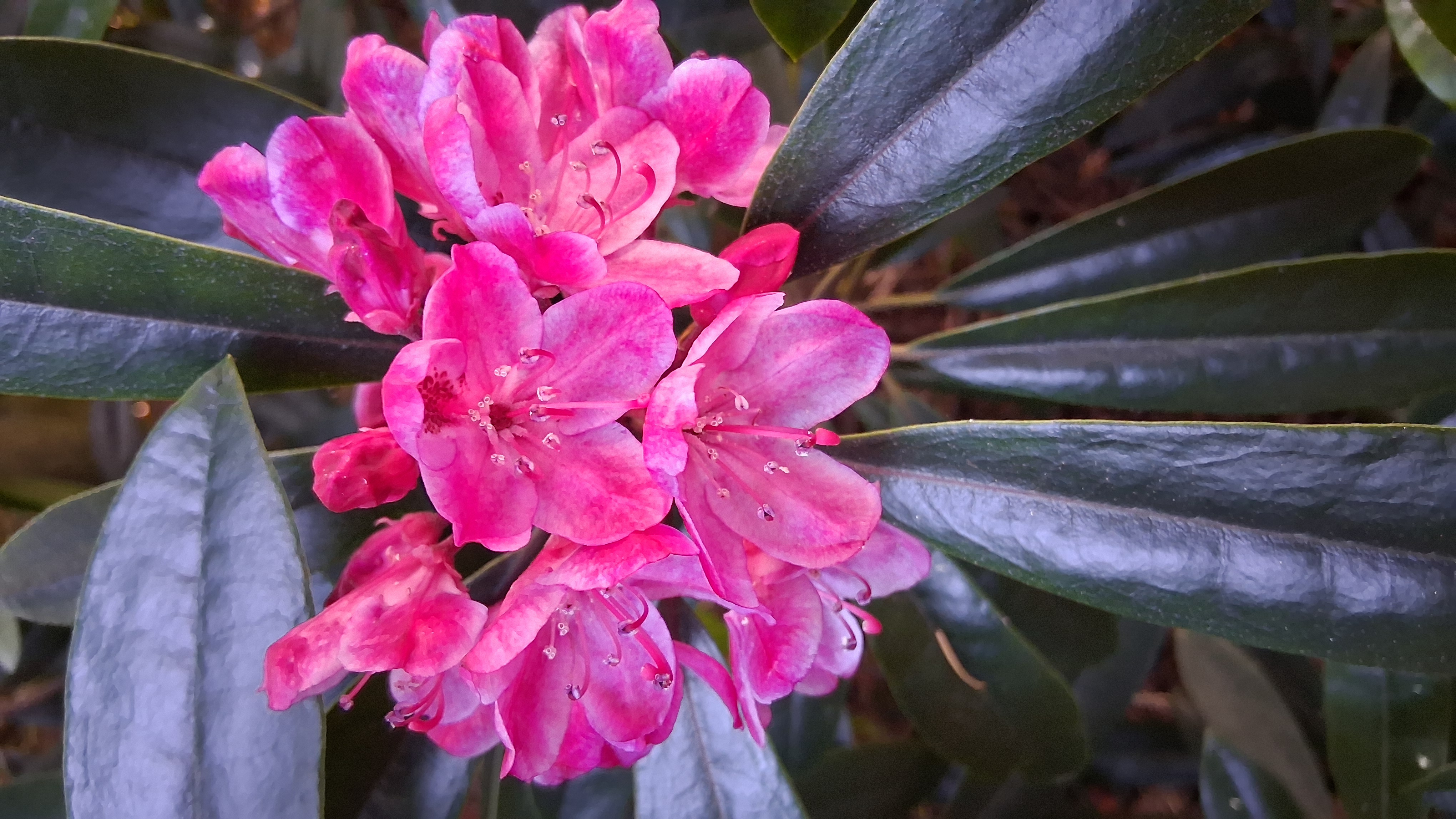 Rhododendron maximum photo
