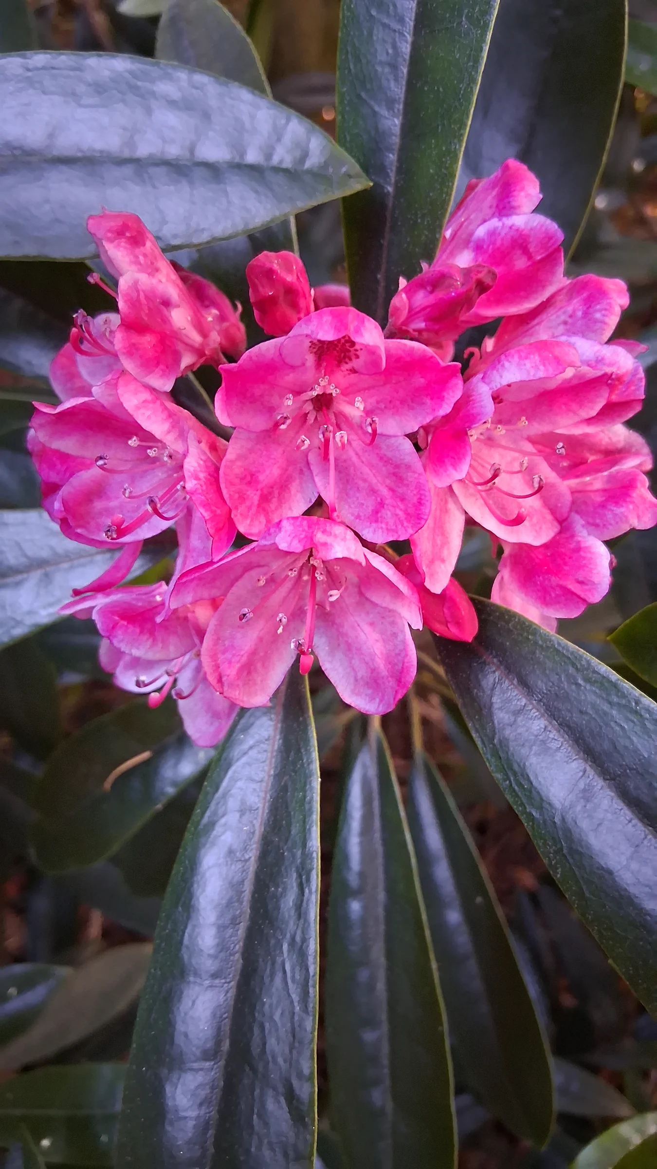 R. maximum photo of R. maximum. R. maximum plum pink flowers.. Location: Rhododendron Species Botanical Garden. Photo by: Thatrhodylady
