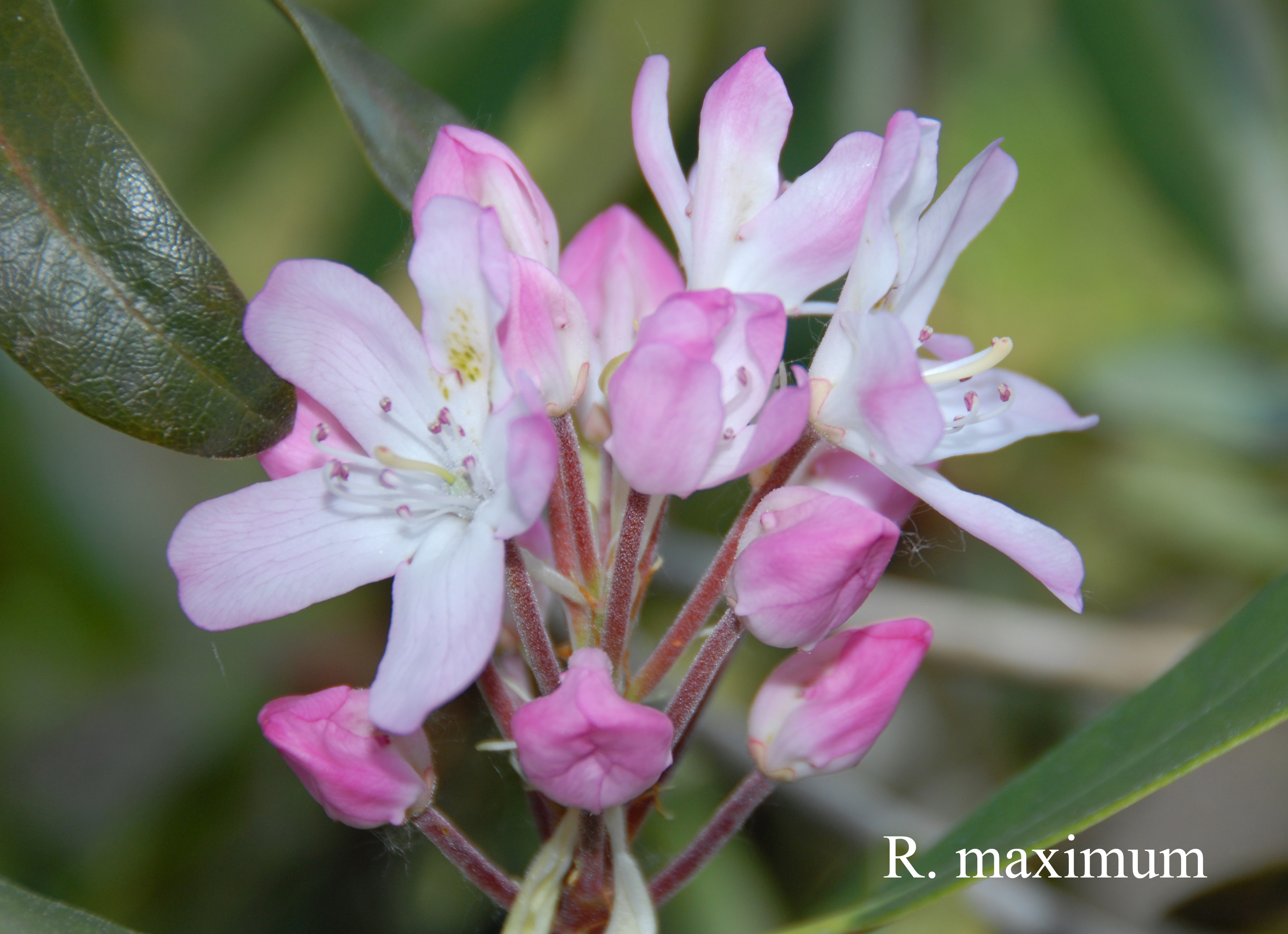 Rhododendron maximum photo
