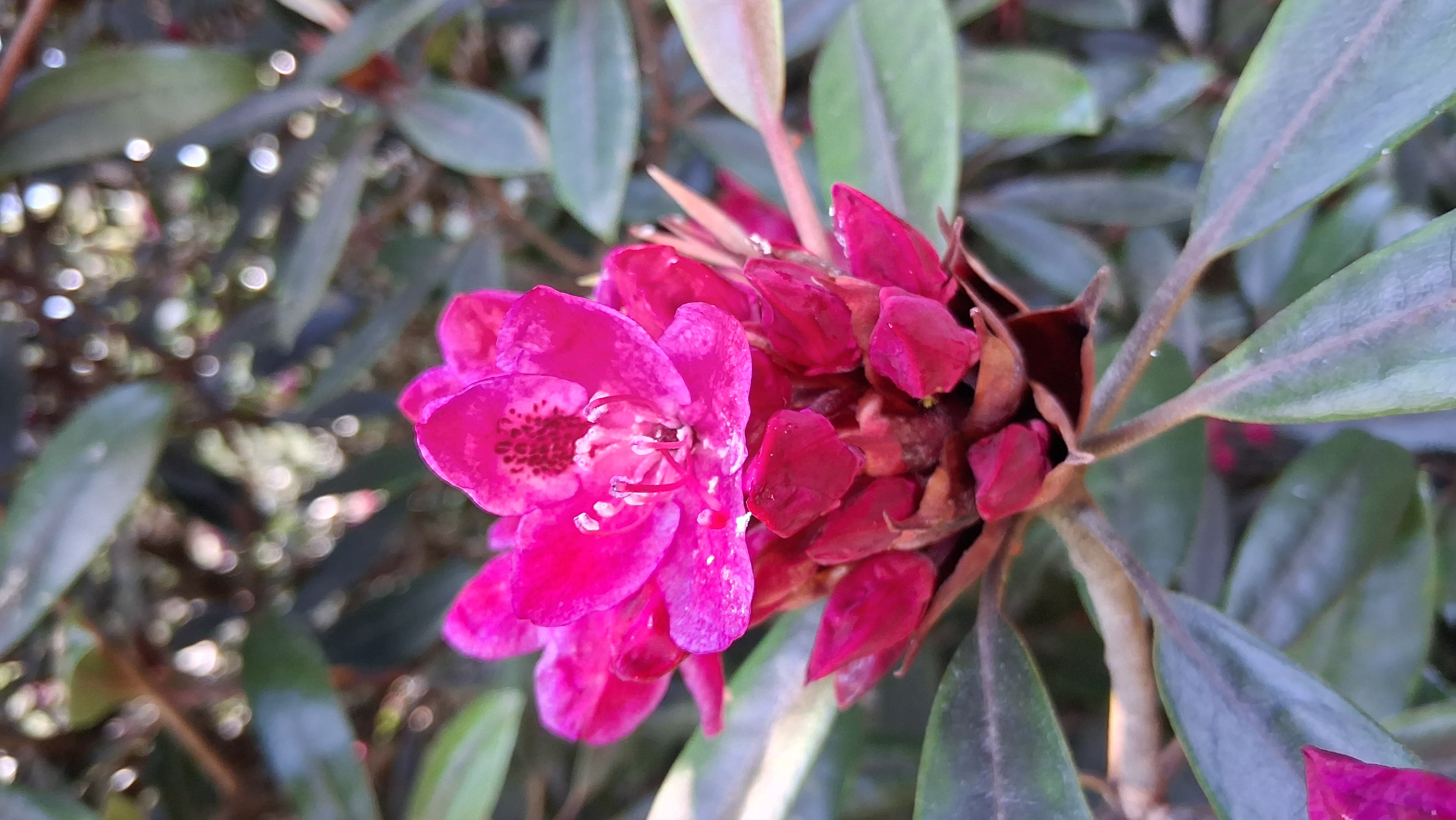 Rhododendron maximum photo