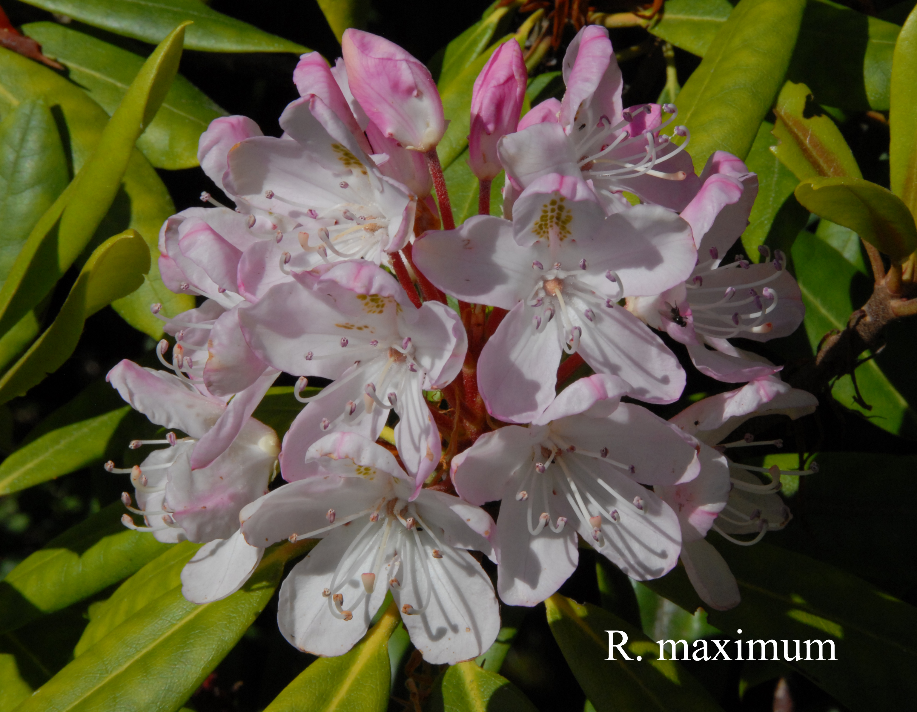 Rhododendron maximum photo