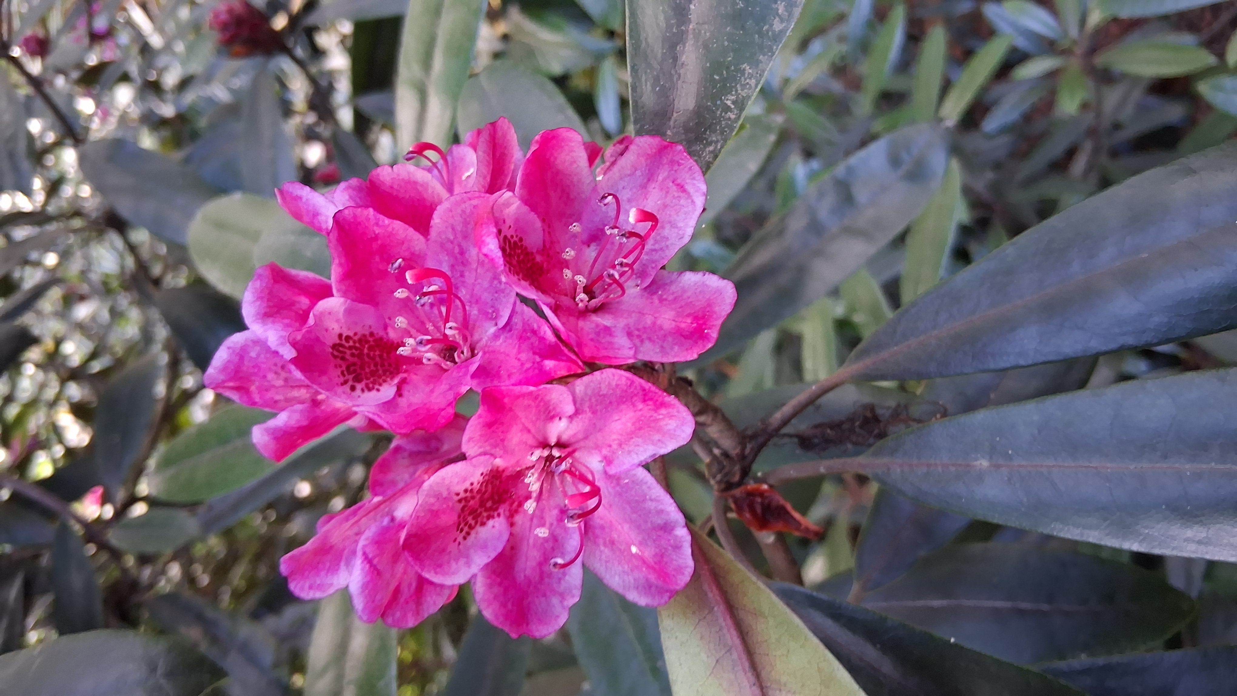 Rhododendron maximum photo