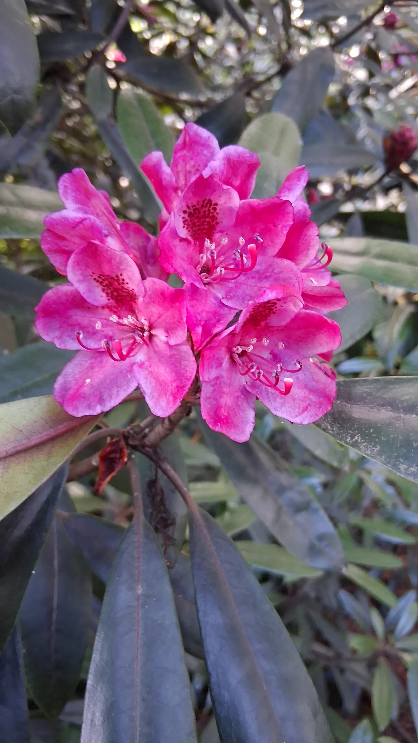 R. maximum photo of R. maximum. R. maximum flowers and reddish purple midrib on the underside of the leaf.. Location: Rhododendron Species Botanical Garden. Photo by: Thatrhodylady