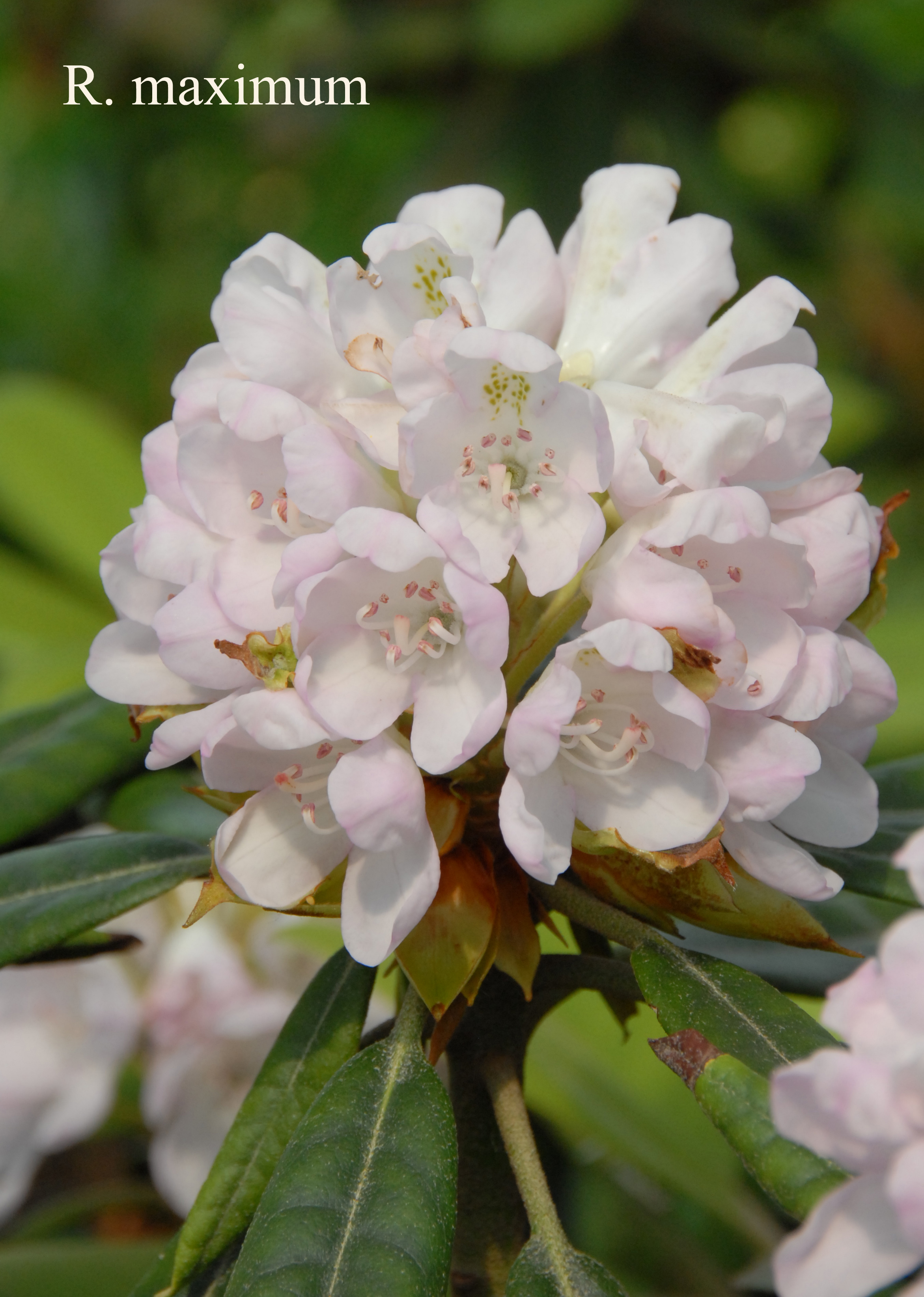 Rhododendron maximum photo
