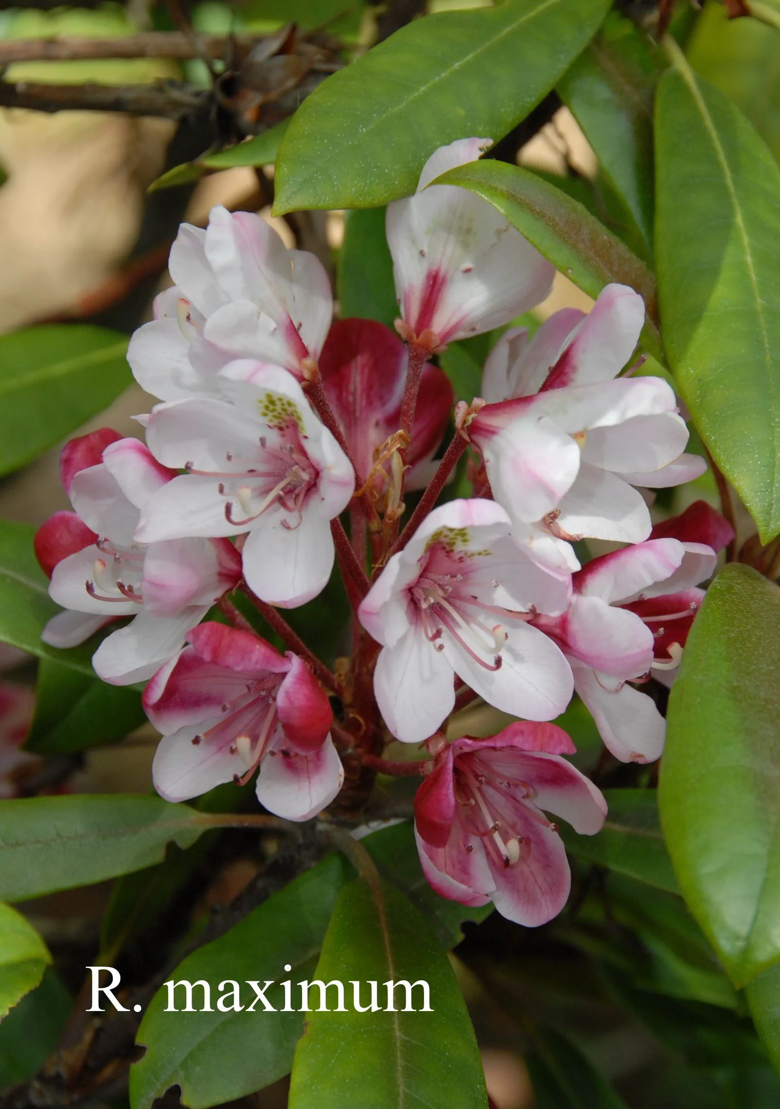R. maximum photo of R. maximum. Location: Fearing's Farm Nursery, Abbotsford, BC, Canada. Photo by: Harold Fearing