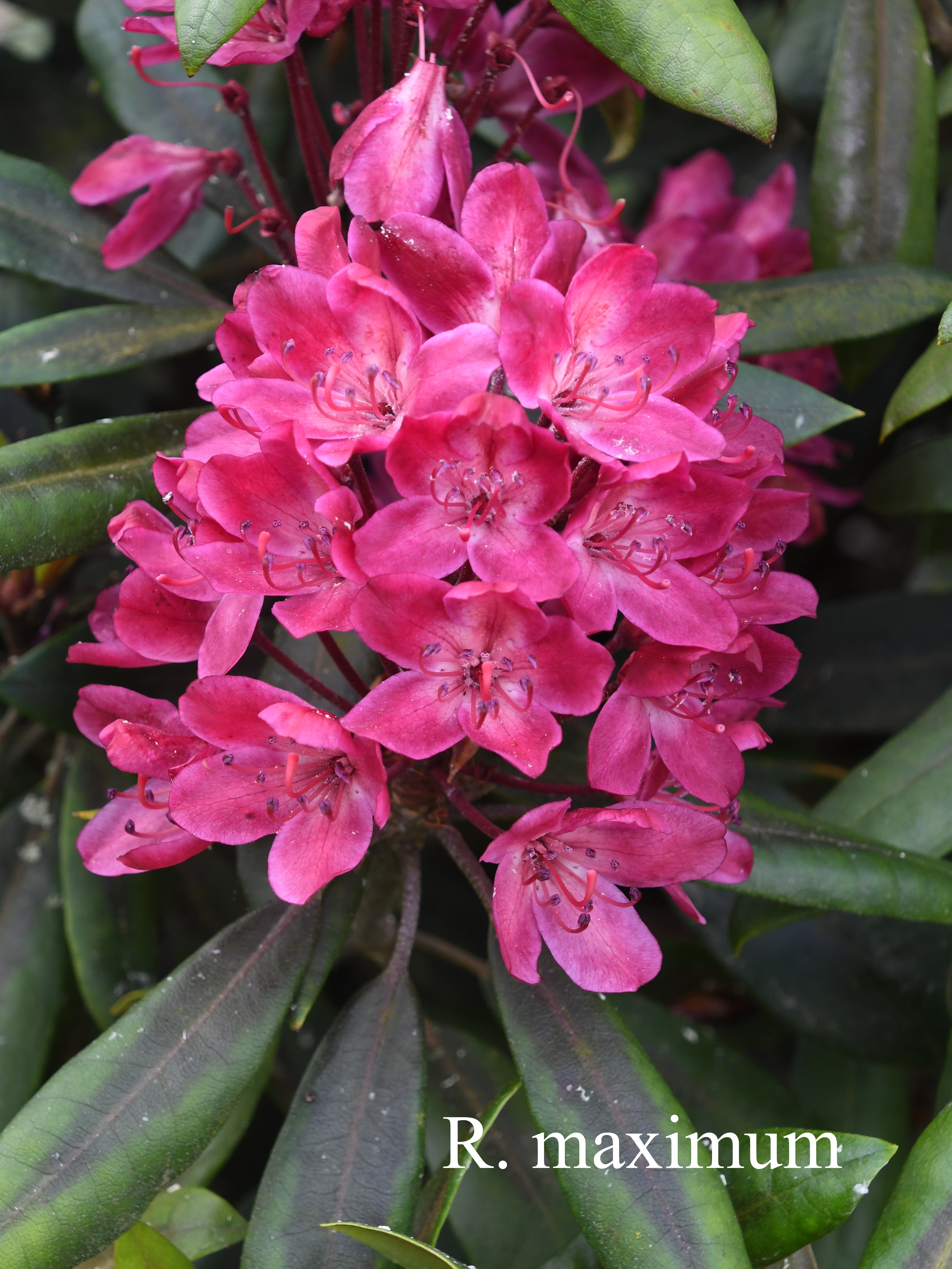 Rhododendron maximum photo