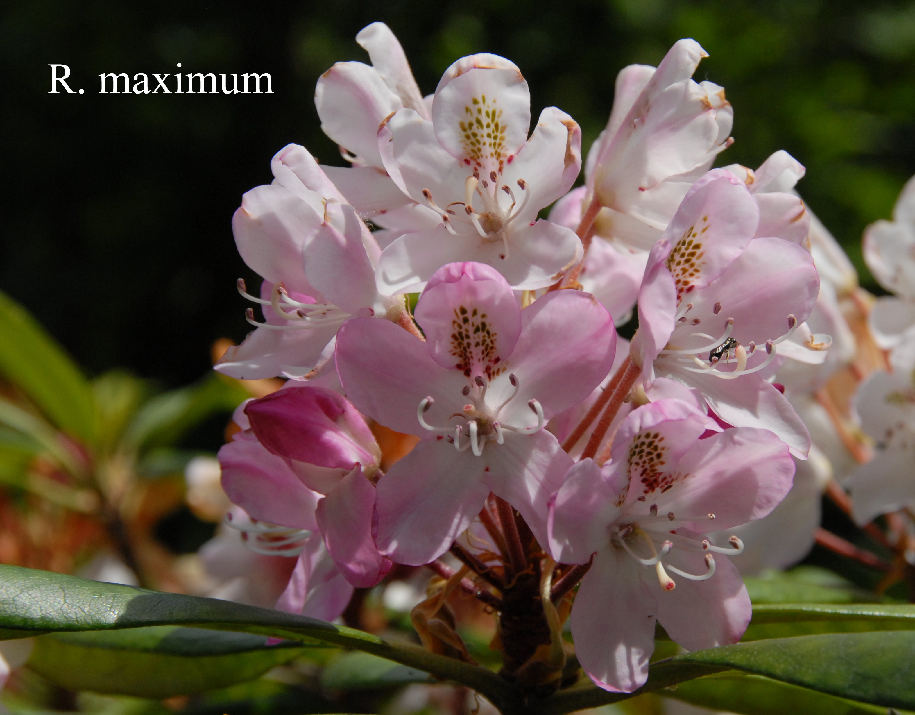 Rhododendron maximum photo