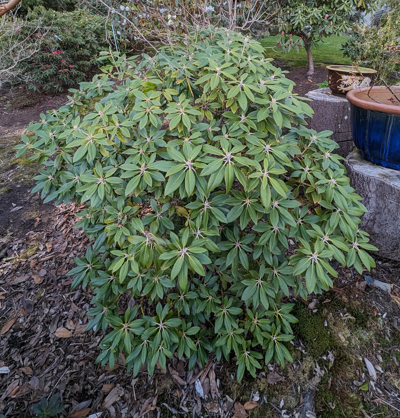 R. faberi photo of R. faberi. Plant habit and leaves. Location: Shirley, South Vancouver Island, BC, Canada. Photo by: John Verwolf