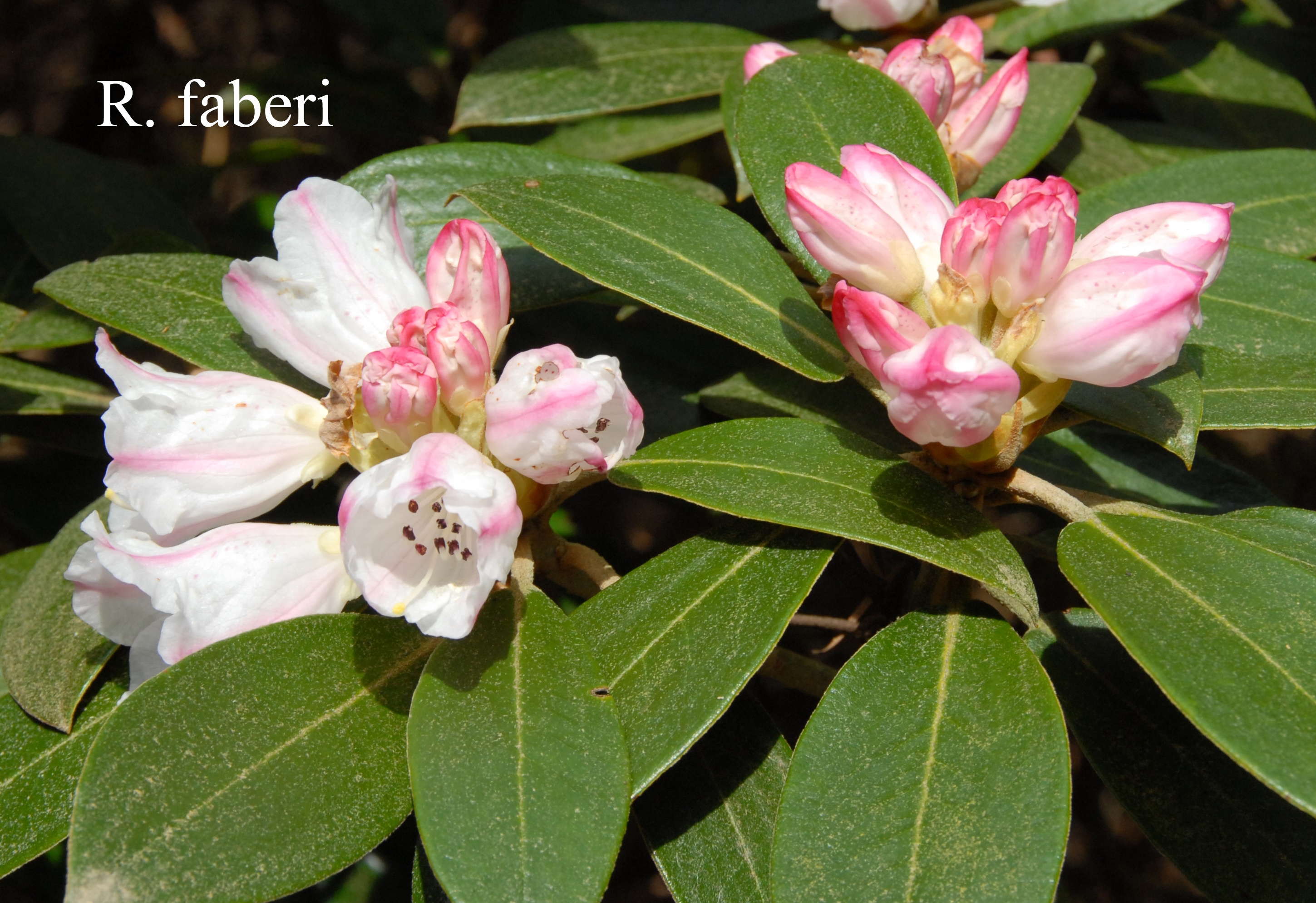 Rhododendron faberi photo
