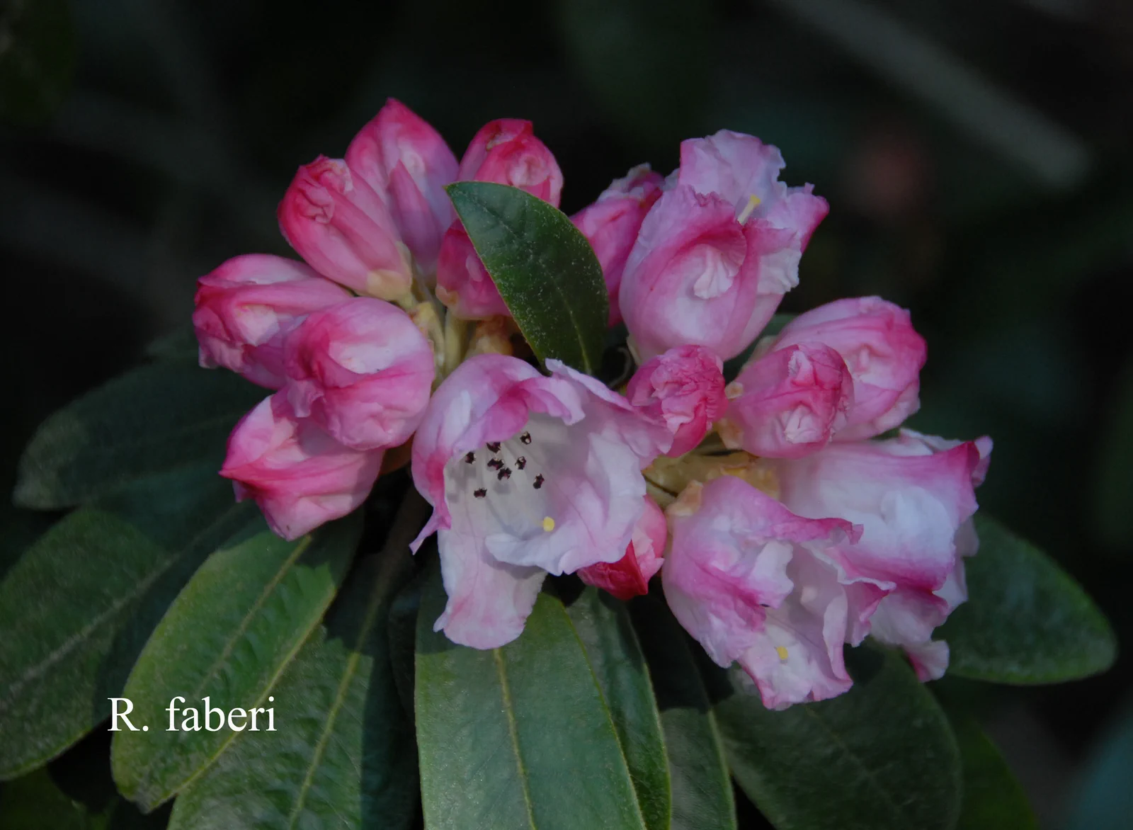 R. faberi photo of R. faberi. Location: Fearing's Farm Nursery, Abbotsford, BC, Canada. Photo by: Harold Fearing