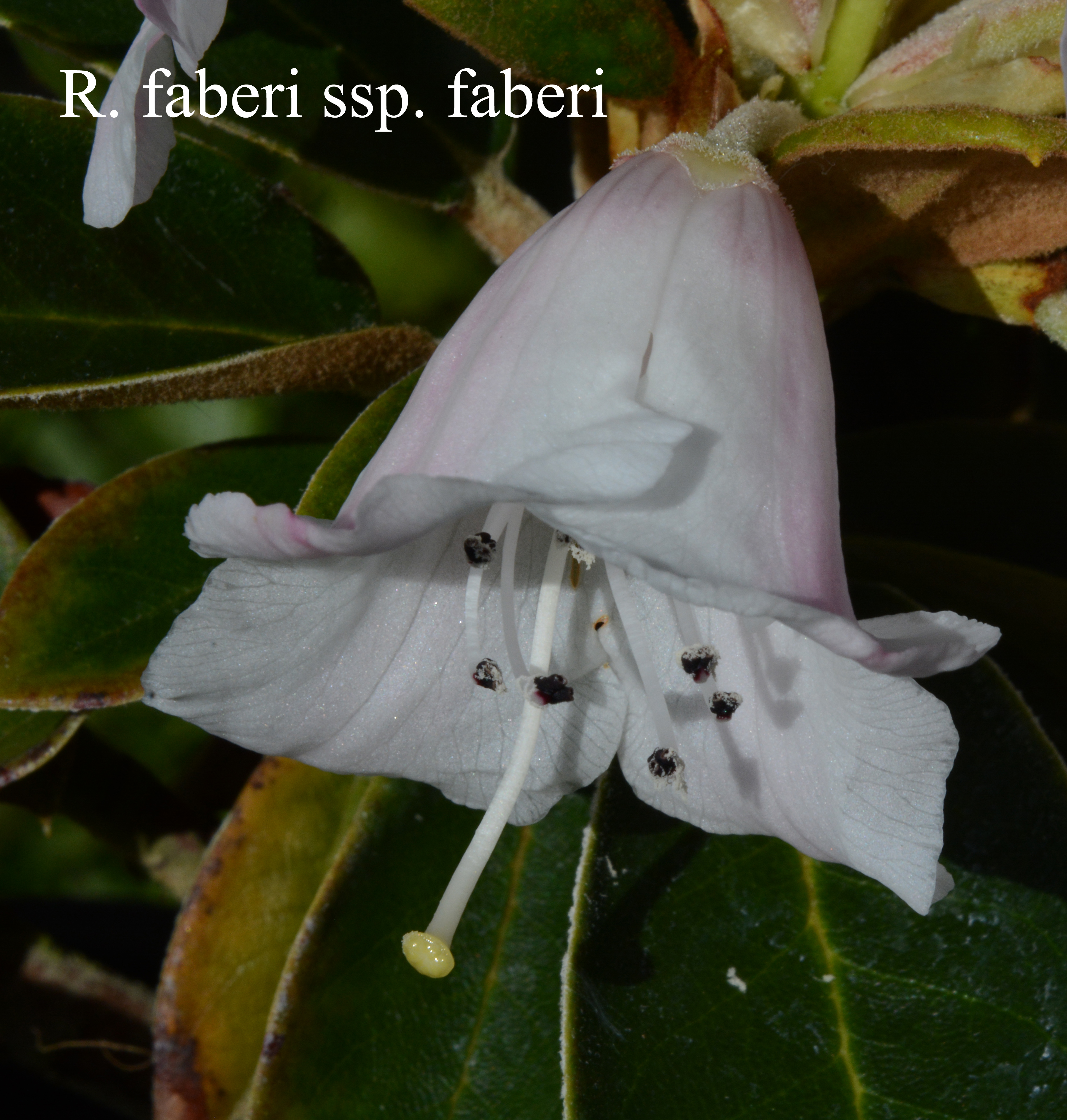 Rhododendron faberi photo