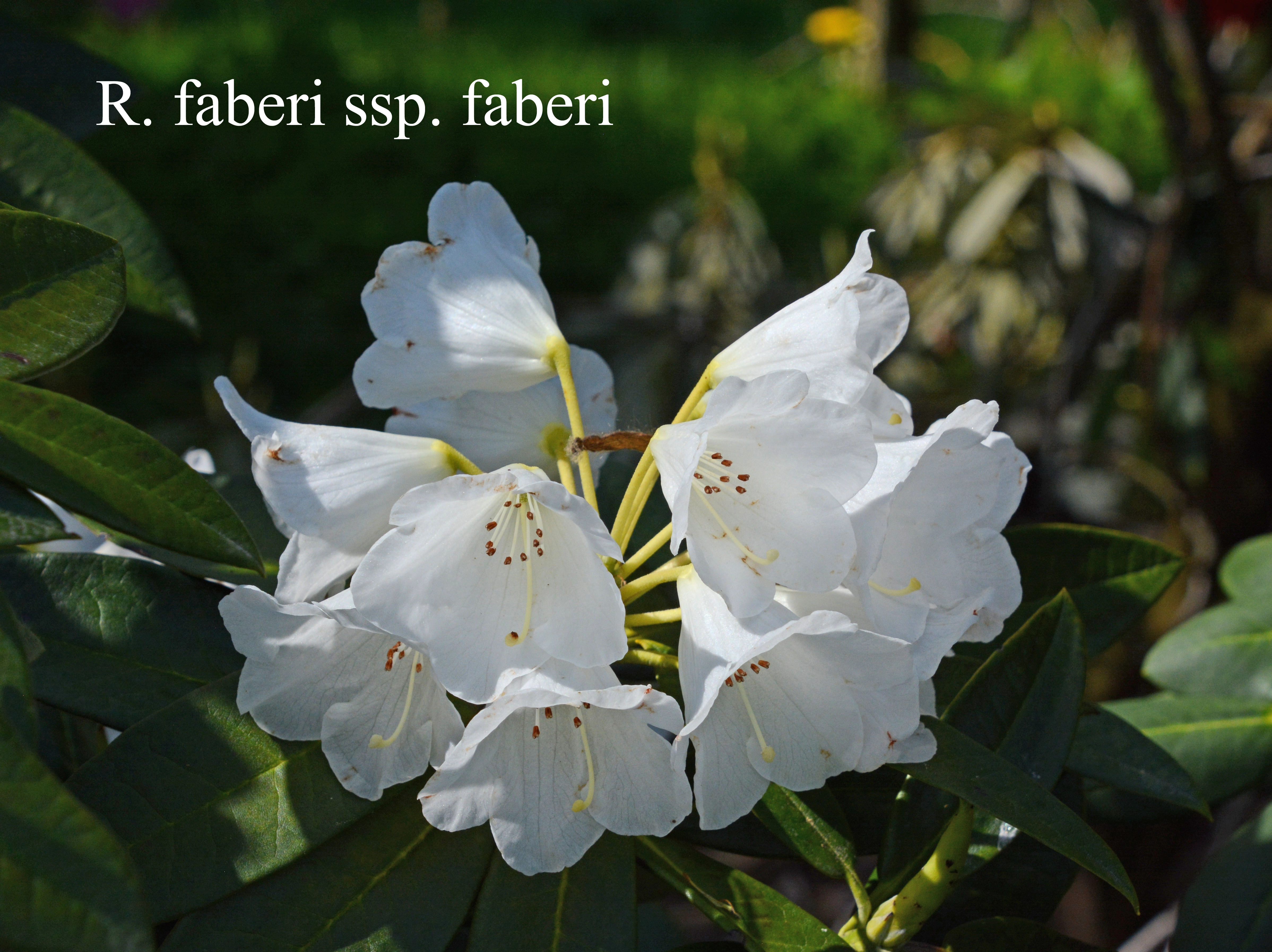Rhododendron faberi photo