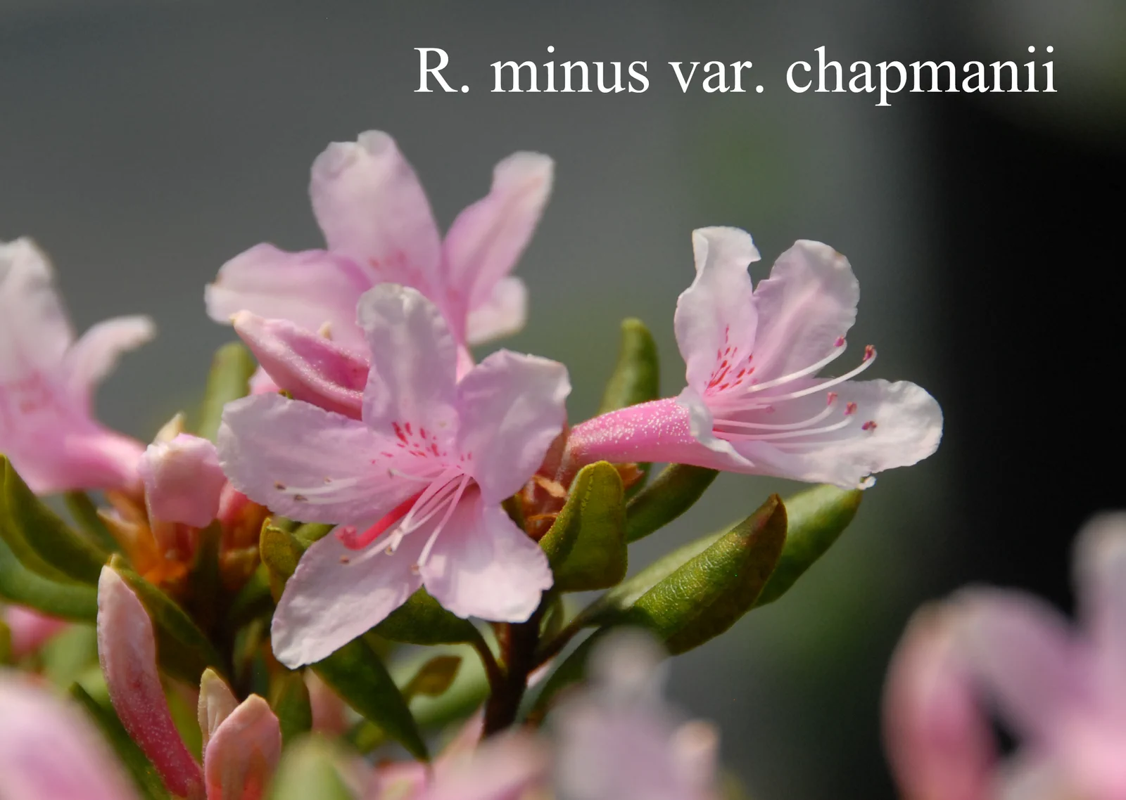 R. minus var chapmanii photo of R. minus var chapmanii. Location: Fearing's Farm Nursery, Abbotsford, BC, Canada. Photo by: Harold Fearing