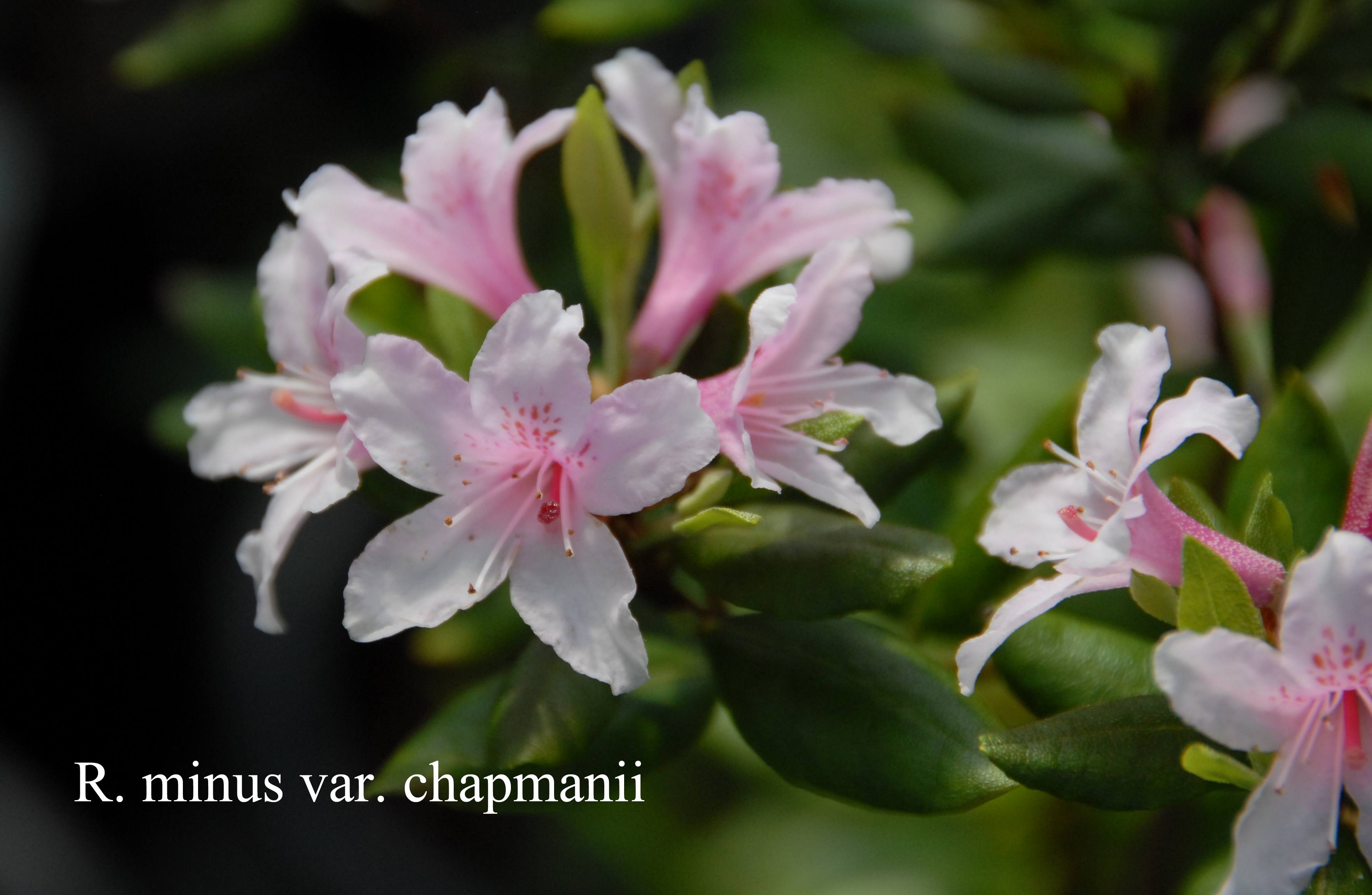 Rhododendron minus var chapmanii photo