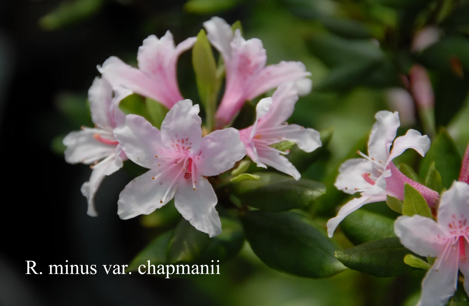 R. minus var chapmanii photo of R. minus var chapmanii. RSF. Location: Fearing's Farm Nursery, Abbotsford, BC, Canada. Photo by: Harold Fearing