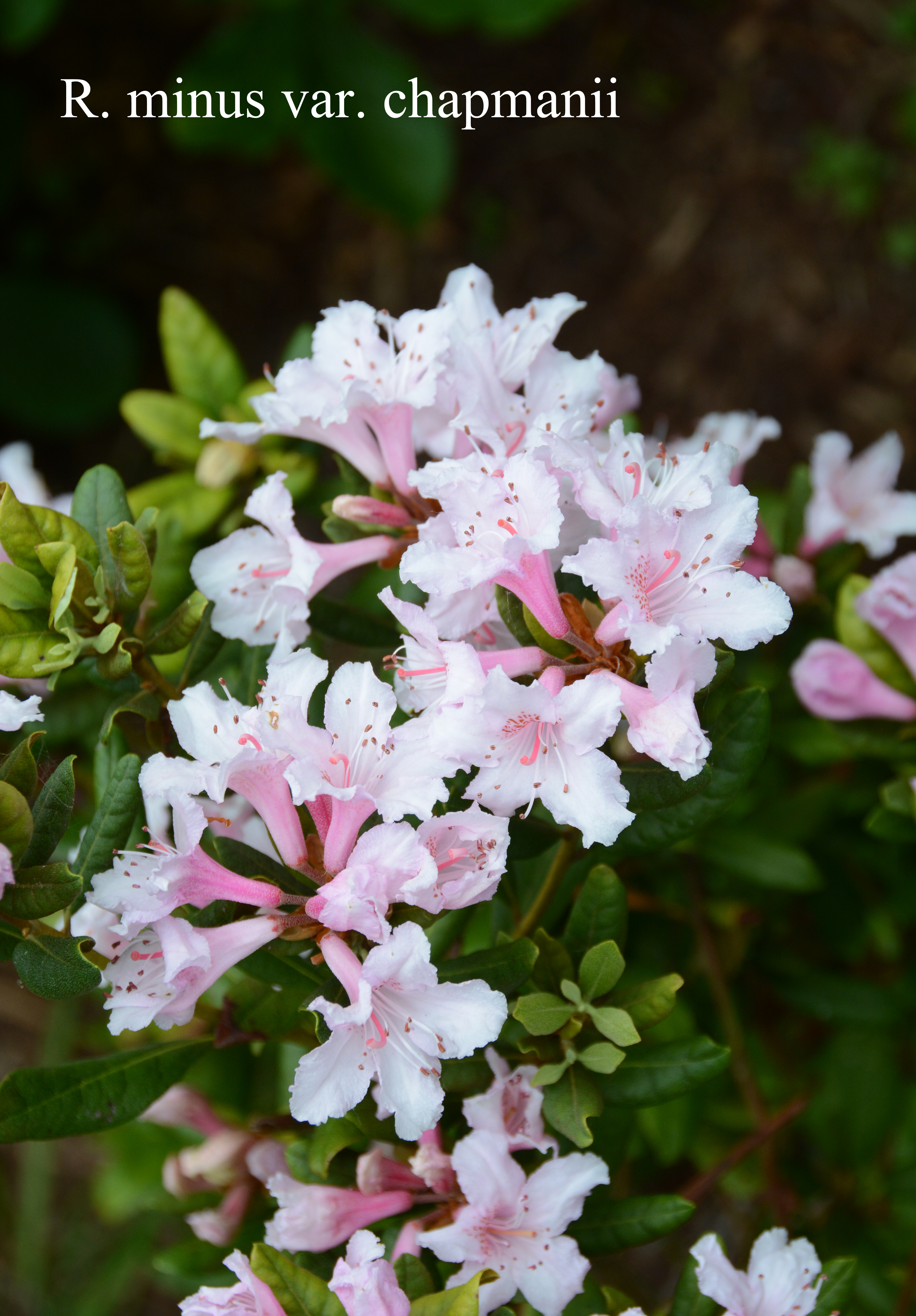 Rhododendron minus var chapmanii photo