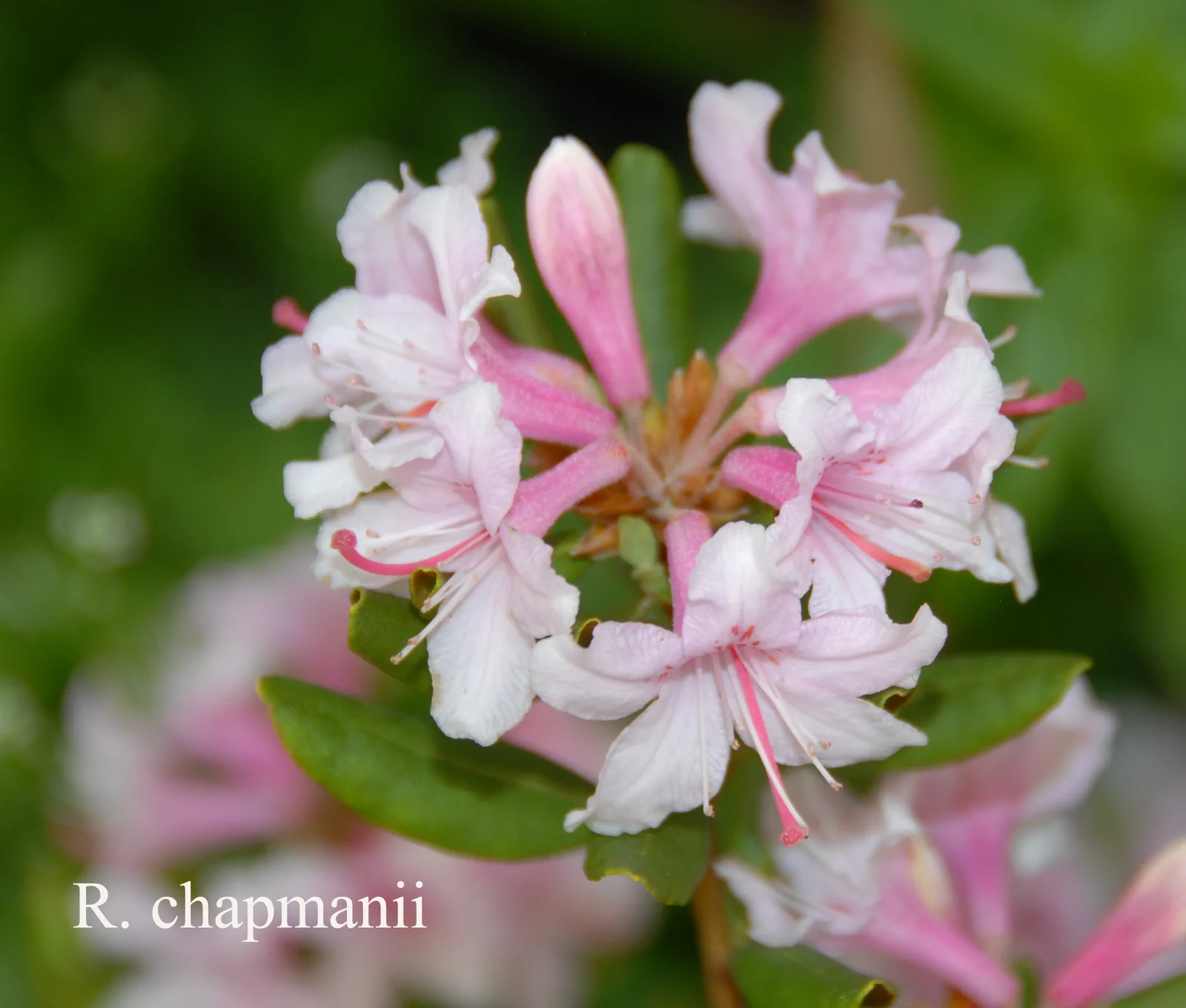 R. minus var chapmanii photo of R. minus var chapmanii. RSF. Location: Fearing's Farm Nursery, Abbotsford, BC, Canada. Photo by: Harold Fearing