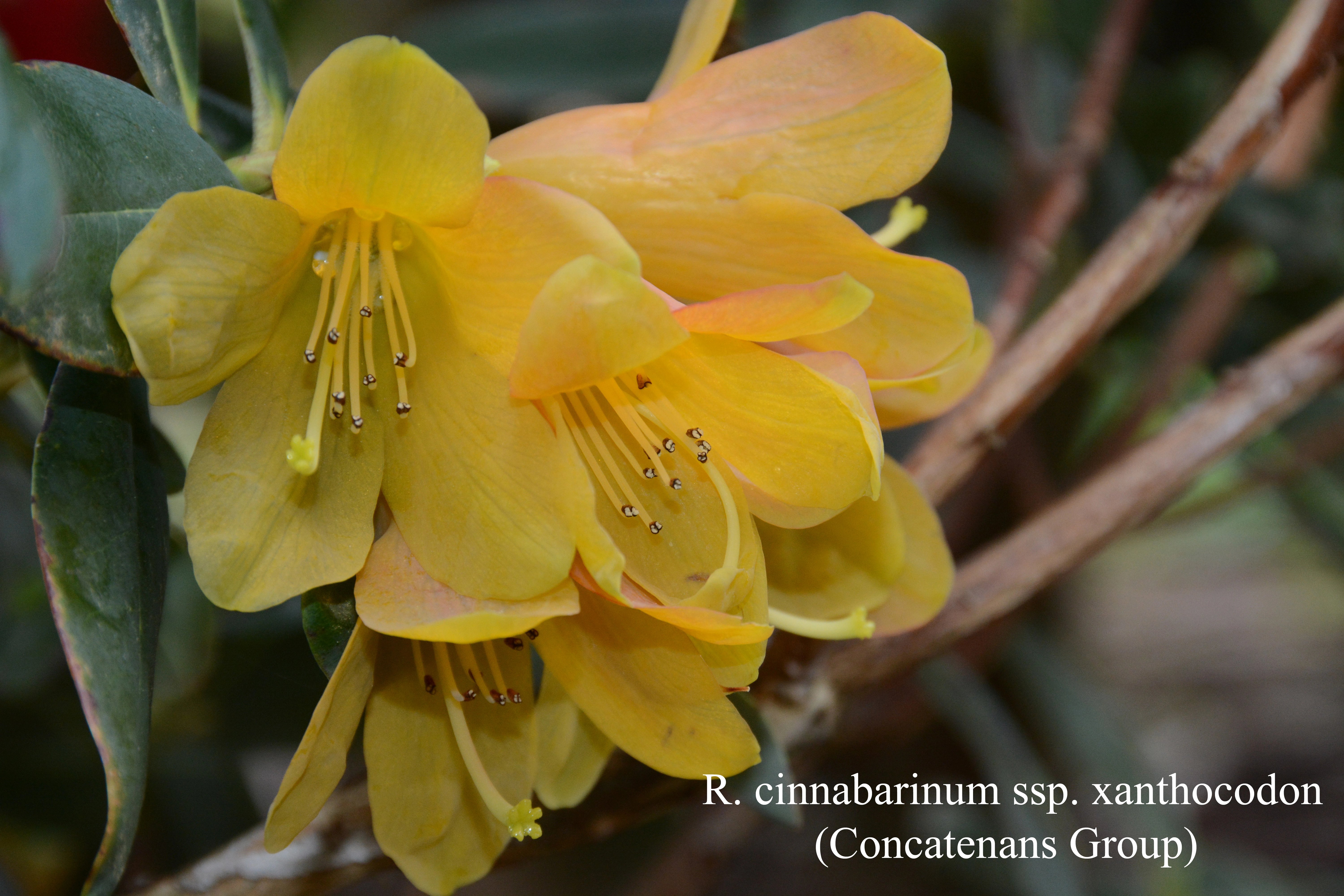 Rhododendron cinnabarinum ssp xanthocodon Concatenans Group photo