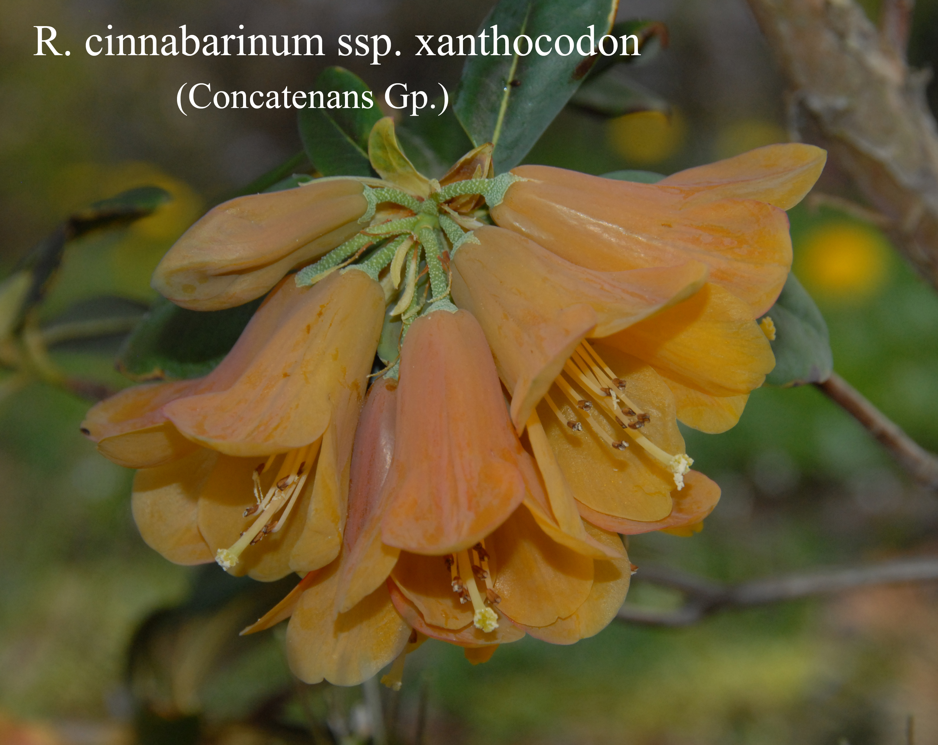 Rhododendron cinnabarinum ssp xanthocodon Concatenans Group photo