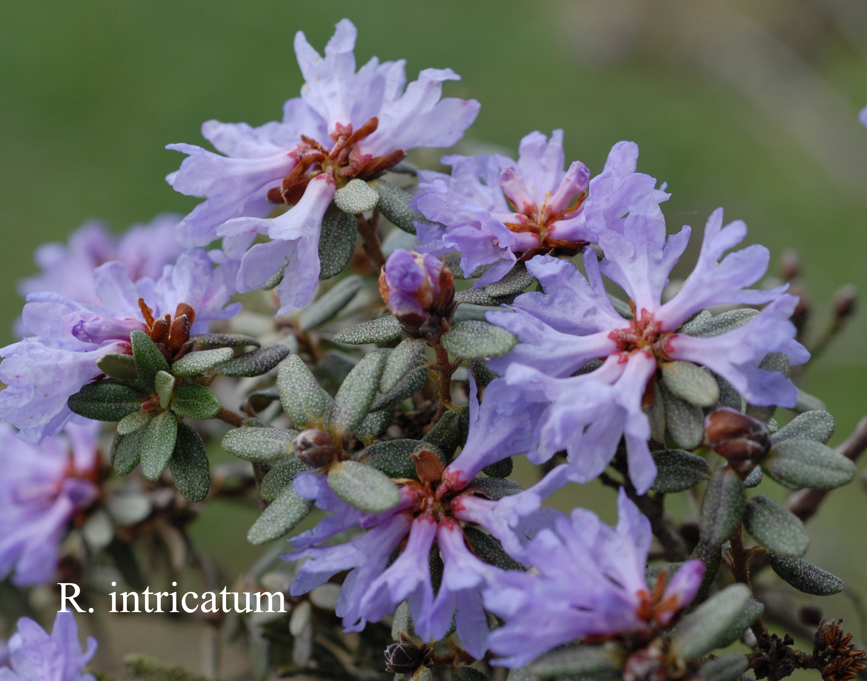 Rhododendron intricatum photo
