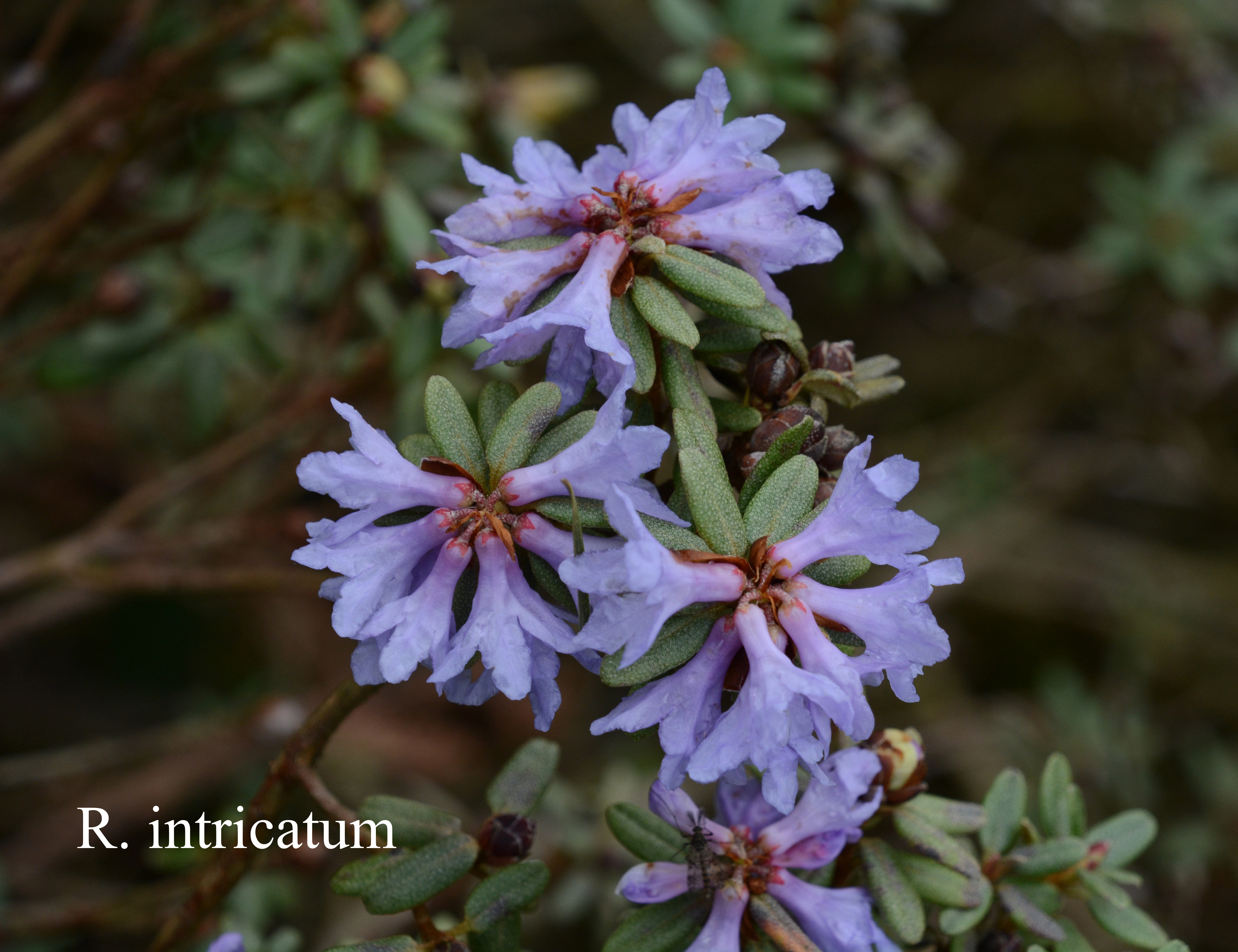 Rhododendron intricatum photo