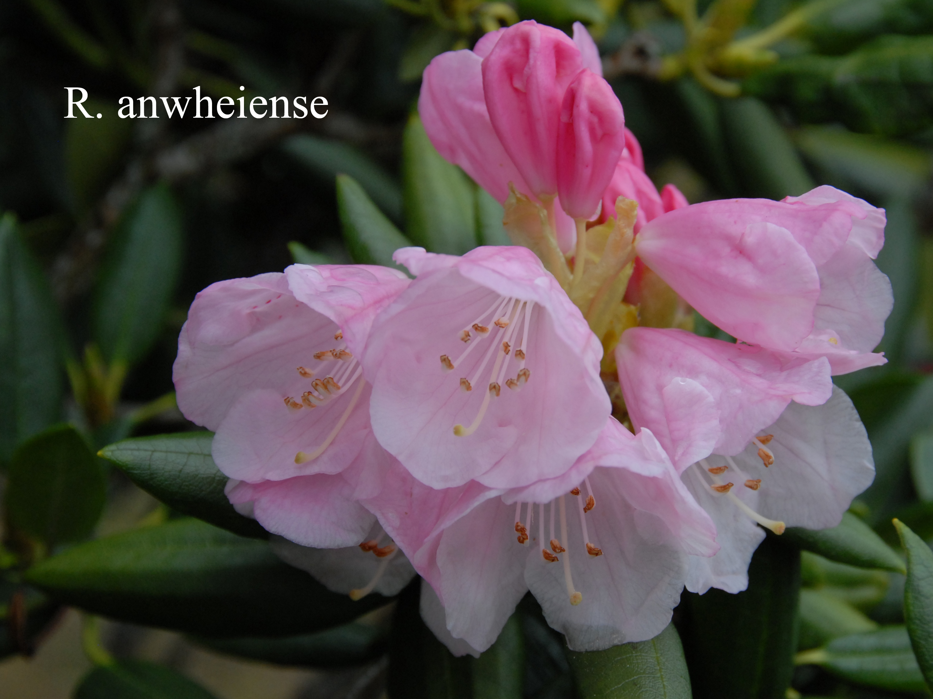 Rhododendron anwheiense photo